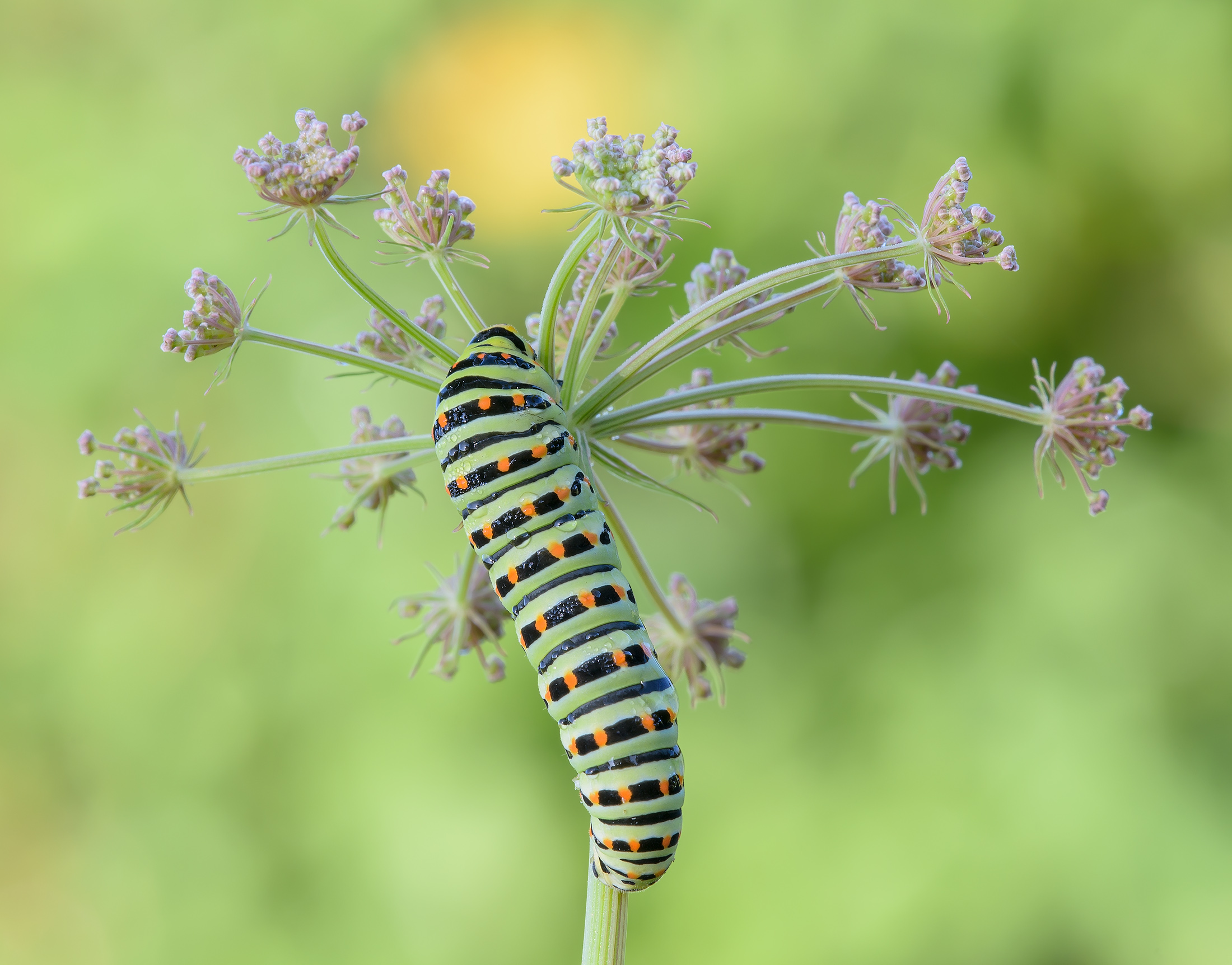 Papilio machaon