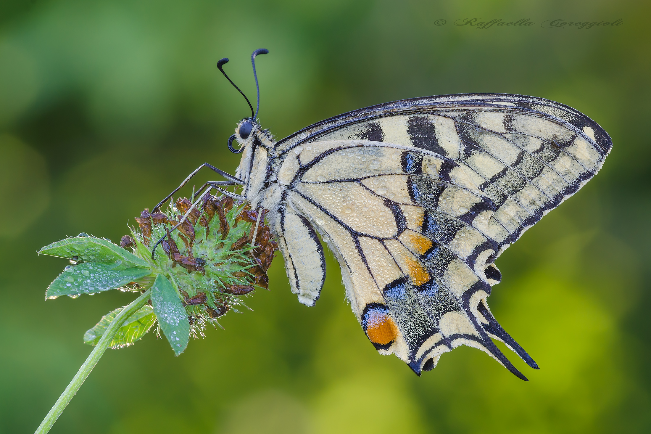 Papilio machaon