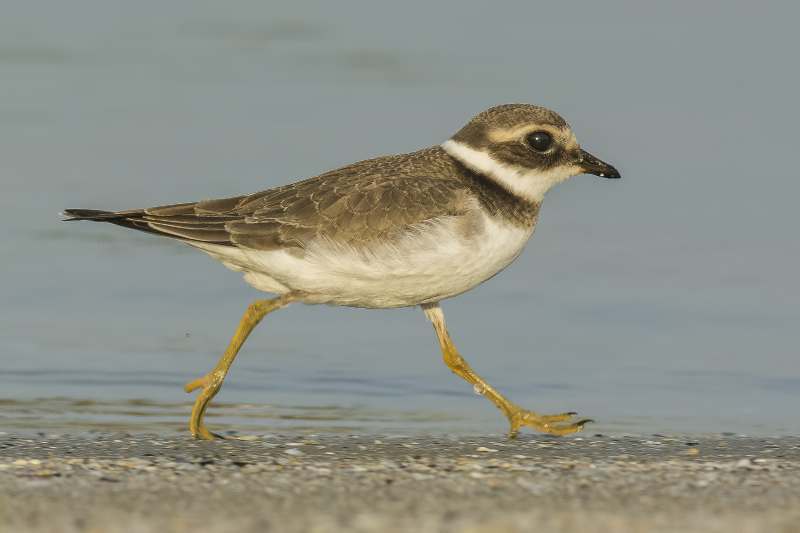 Il corriere corre...