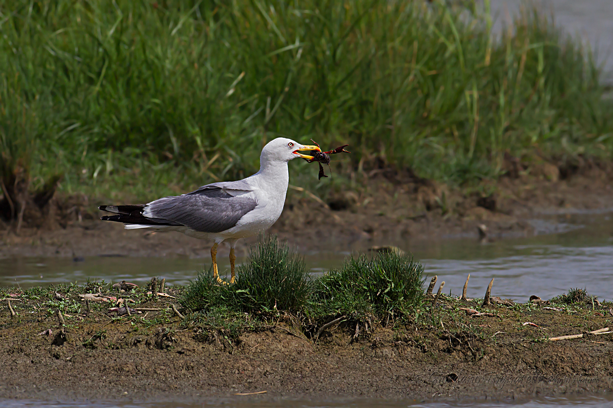 Yellow-legged Gull