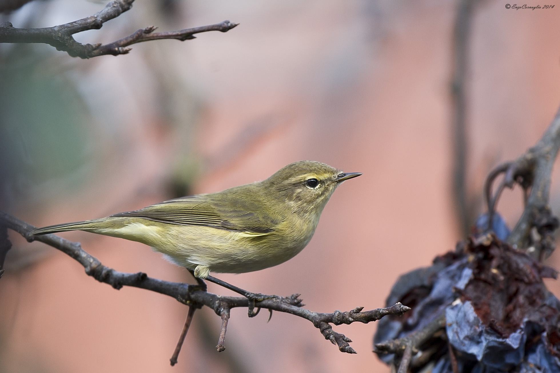 Chiffchaff