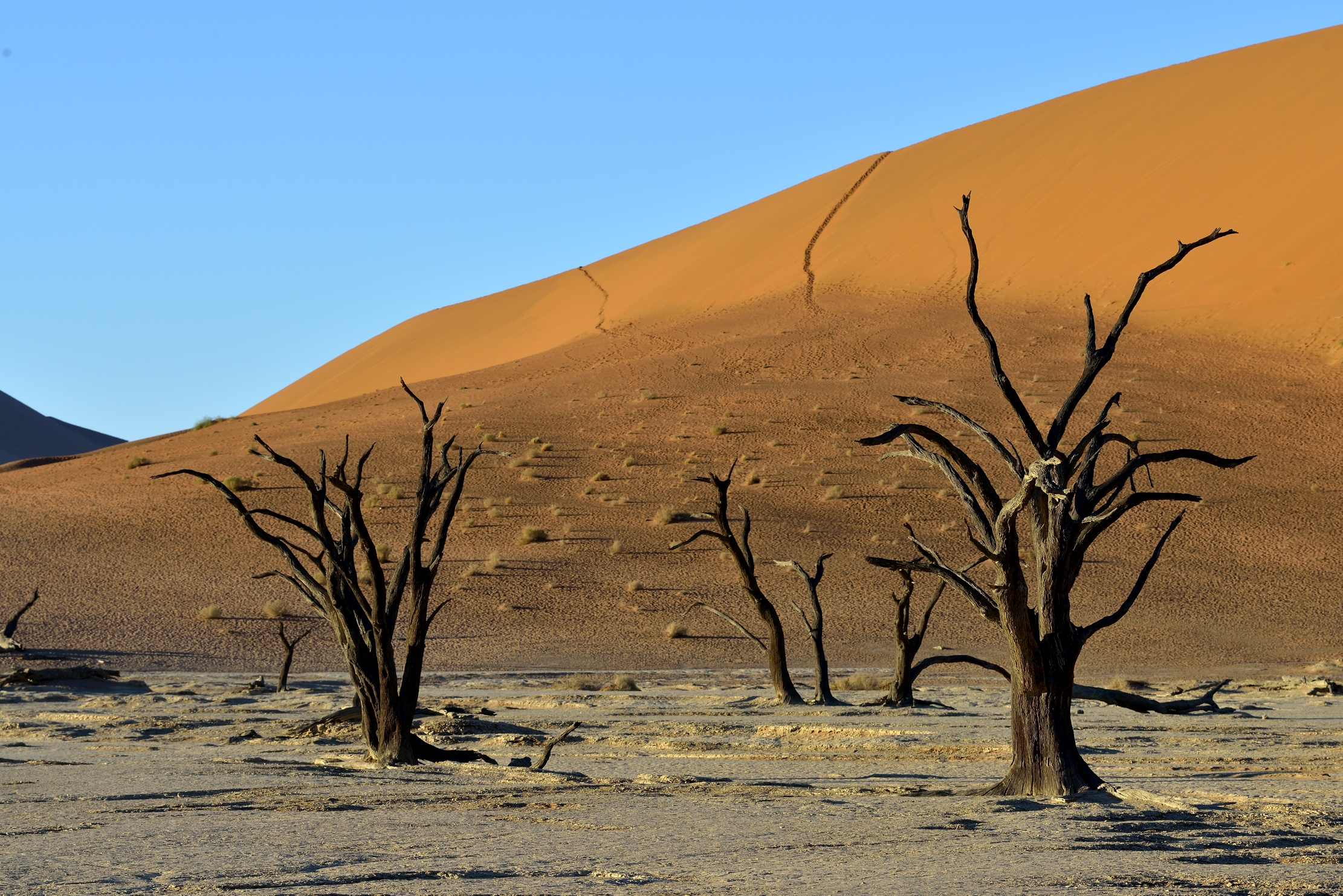 Deserto del Namib - Deadvlei