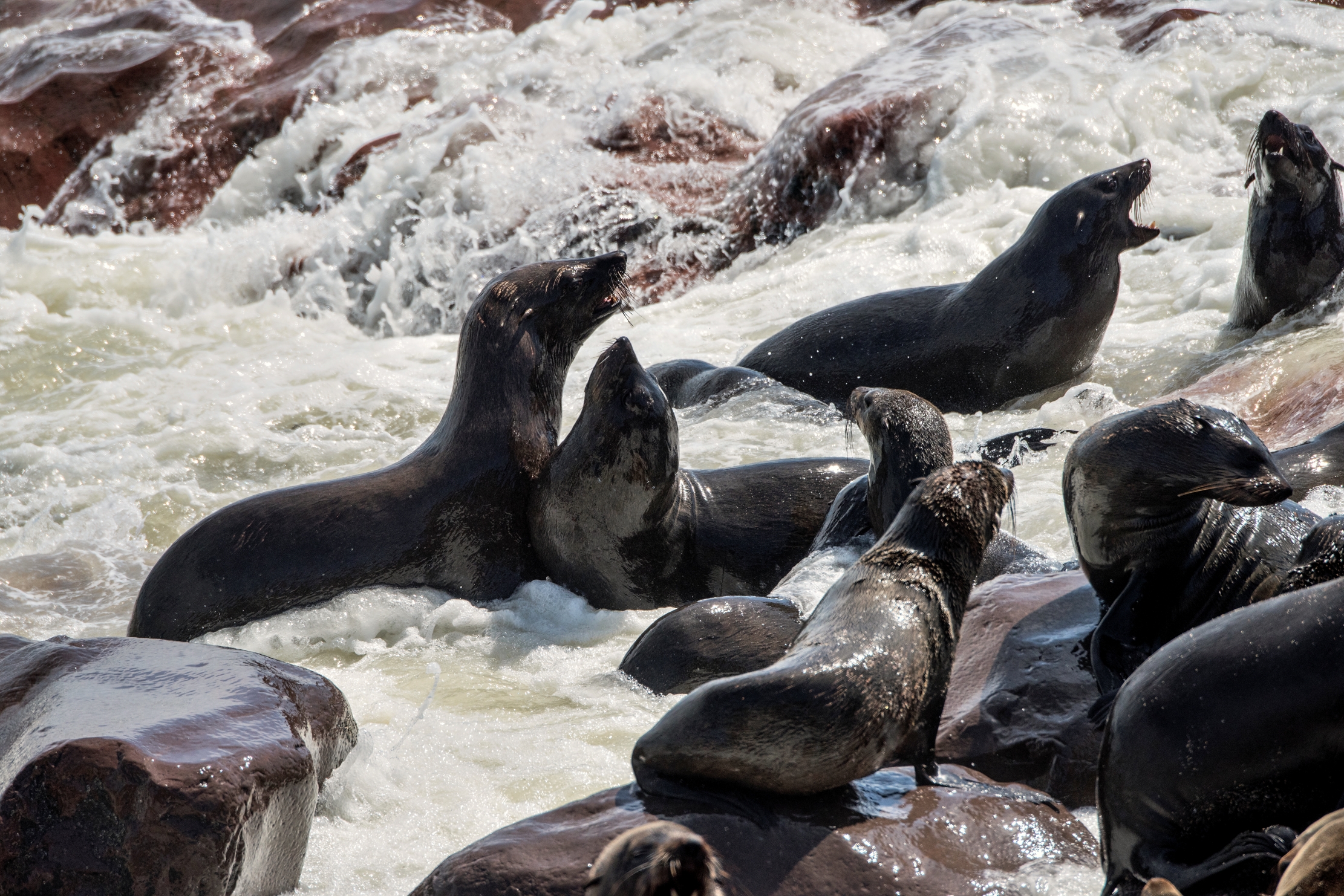 Skeleton coast - Otarie del Capo