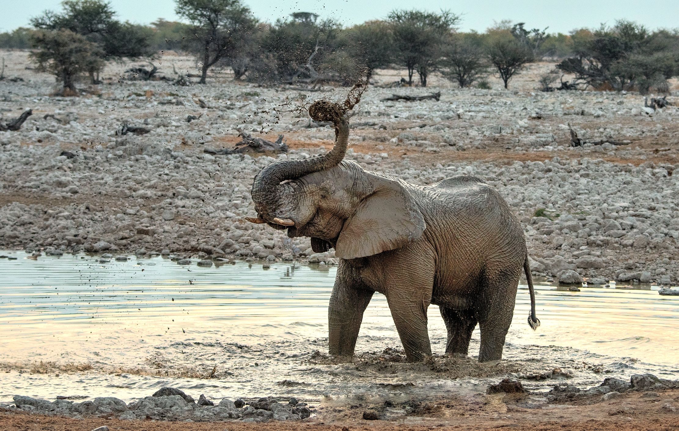 Etosha - Elefante