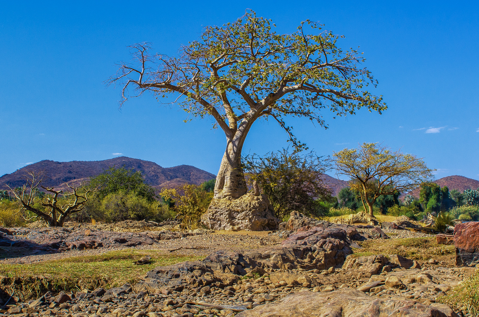 Namibian baobab