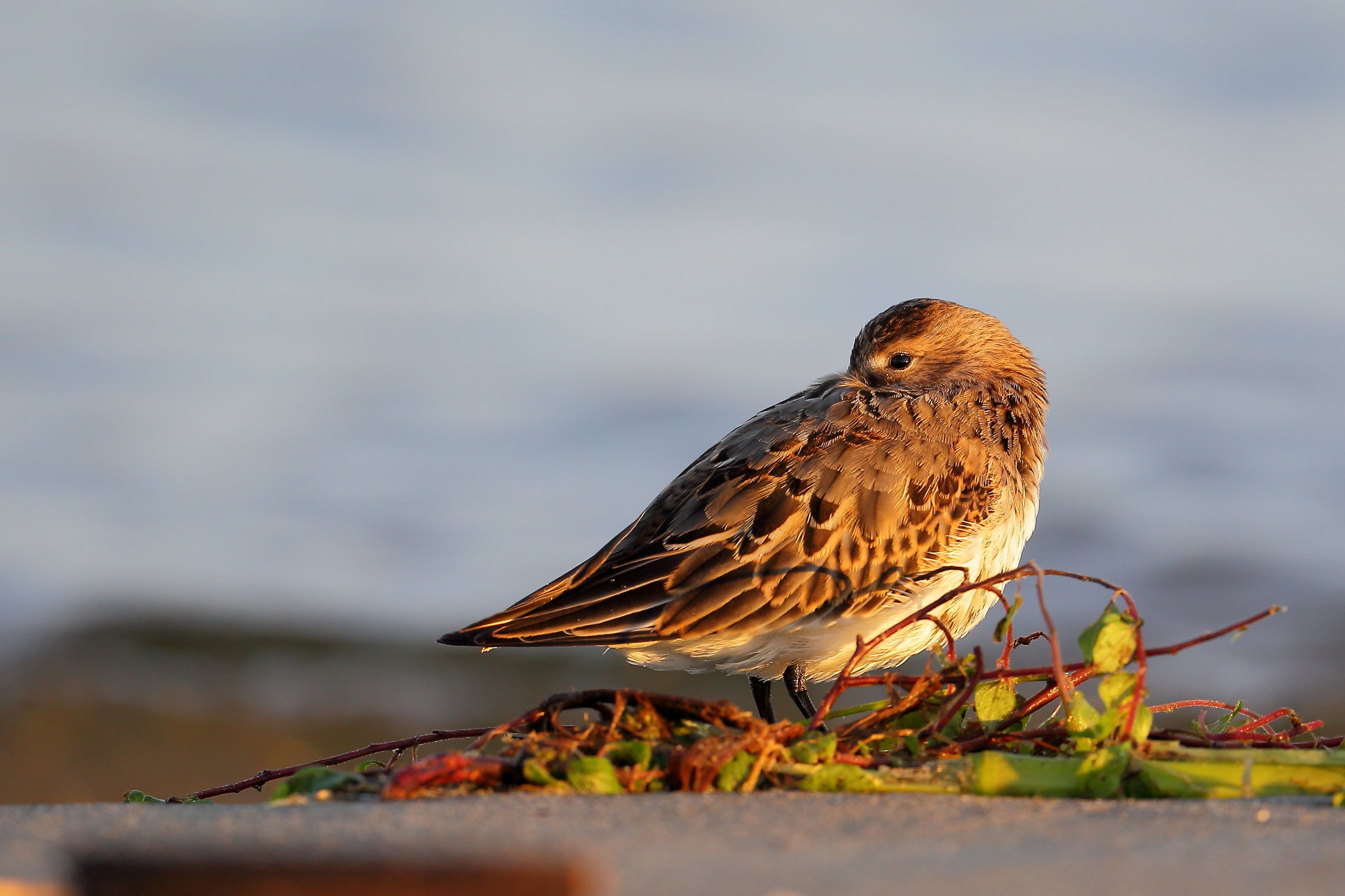 Pancianera all 'alba
