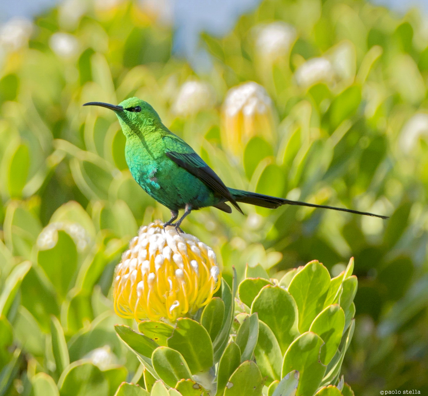malachite sunbird (Nectarinia famosa)