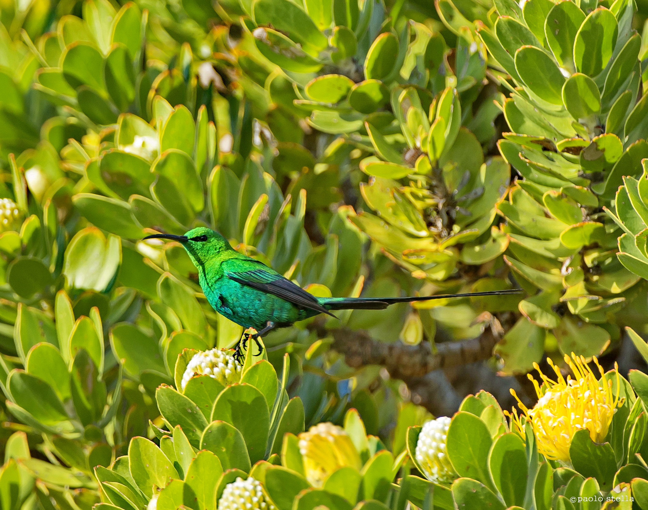 malachite sunbird (Nectarinia famosa) 2
