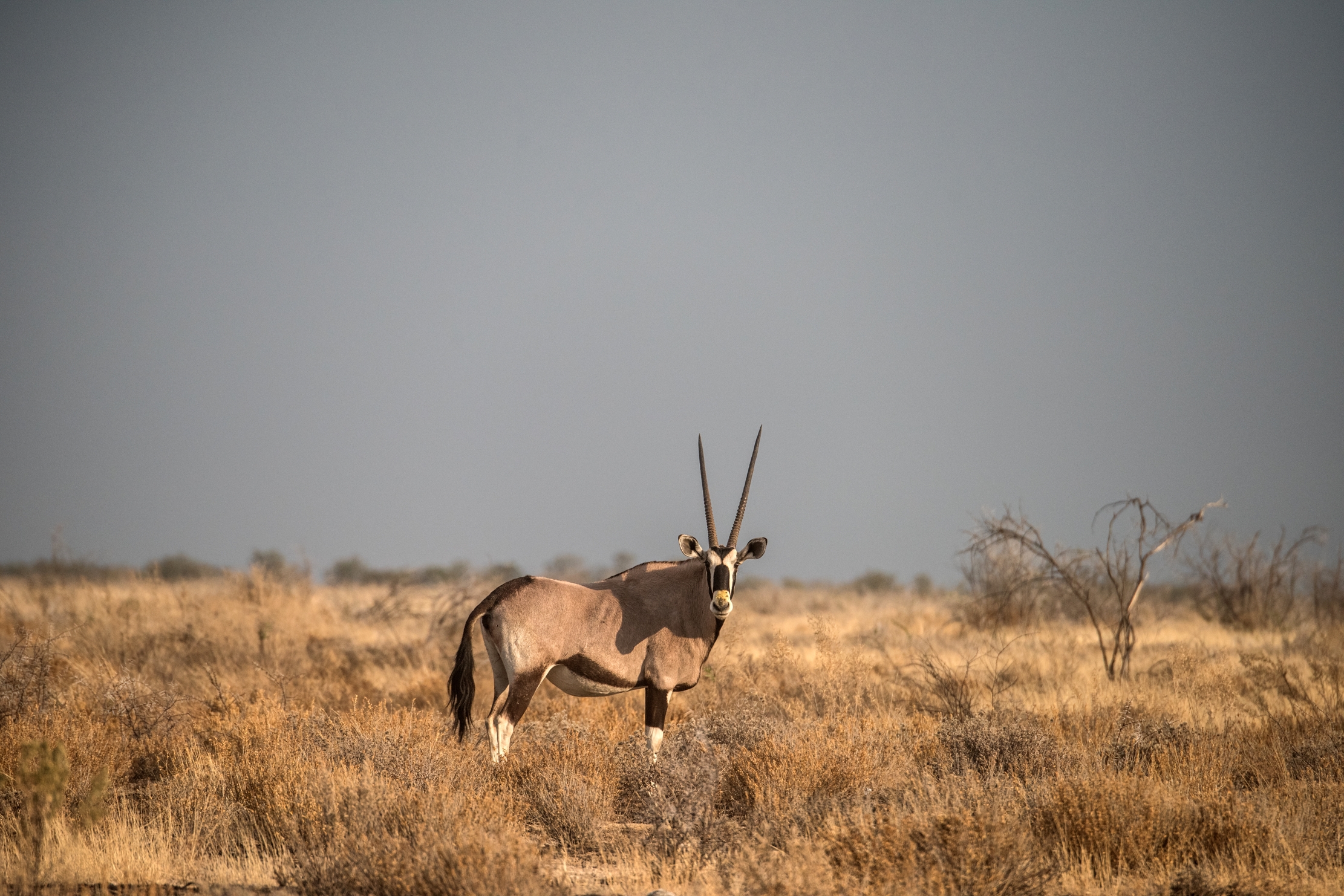 Etosha - Orix