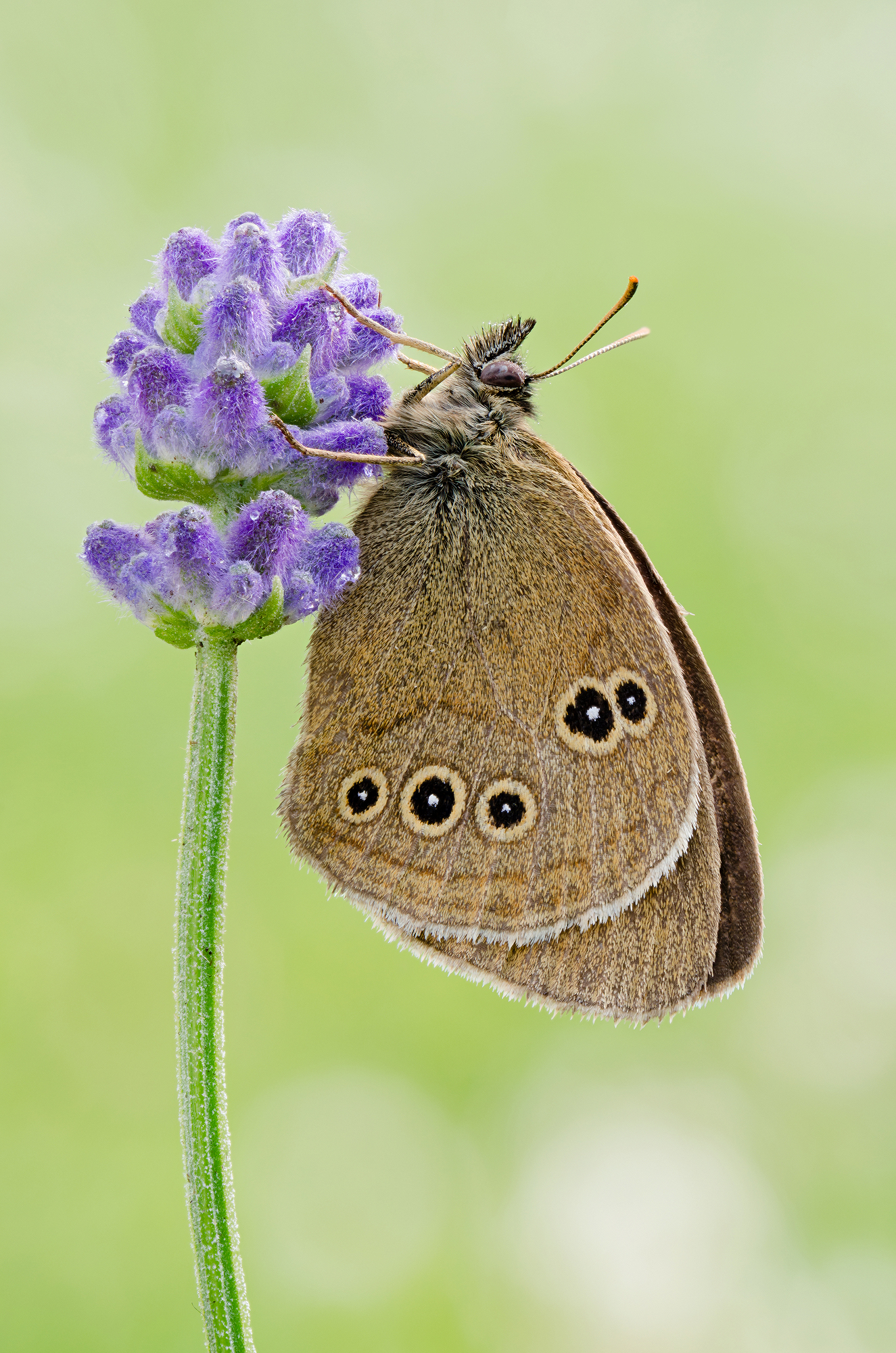 Aphantopus hyperantus