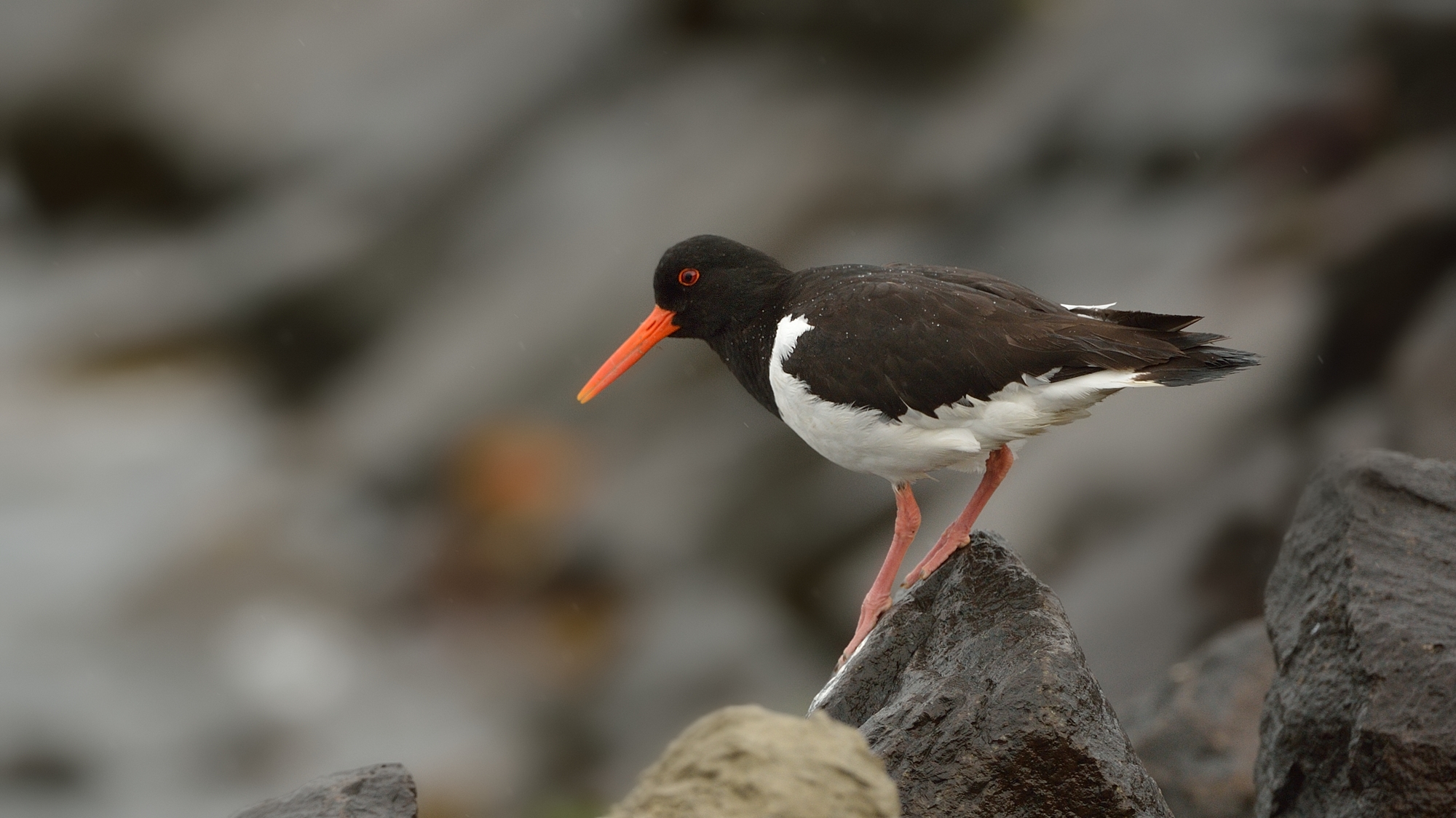 Oystercatcher