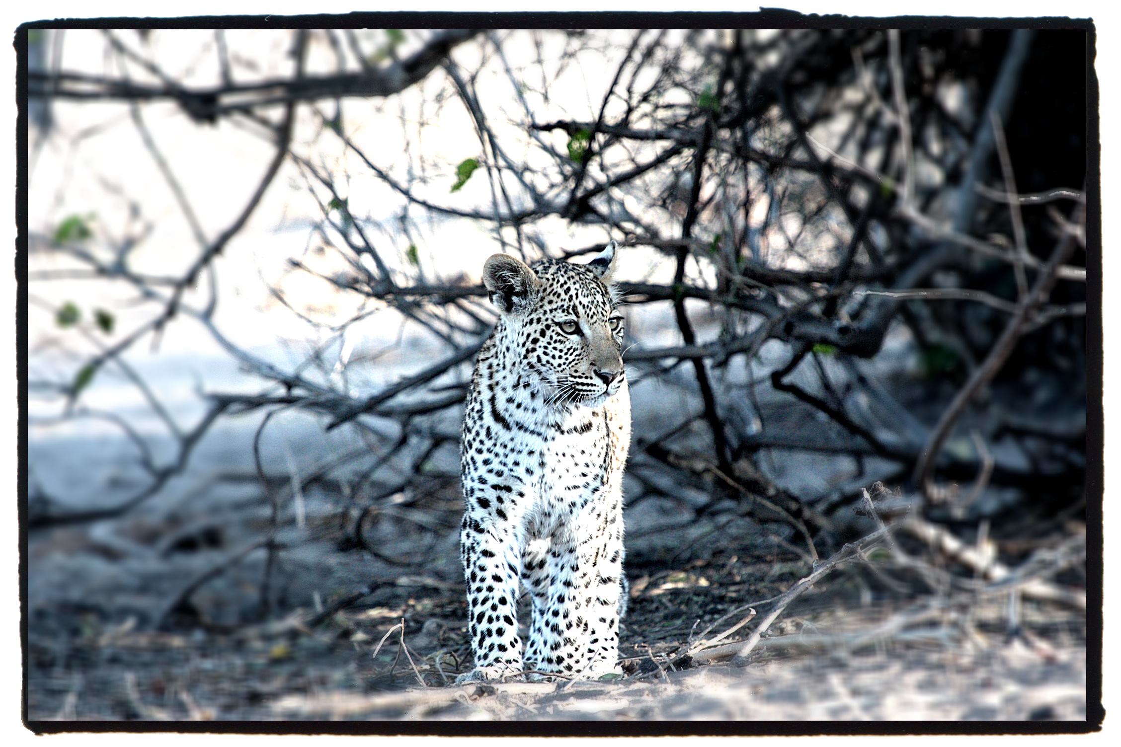 Leopard cub