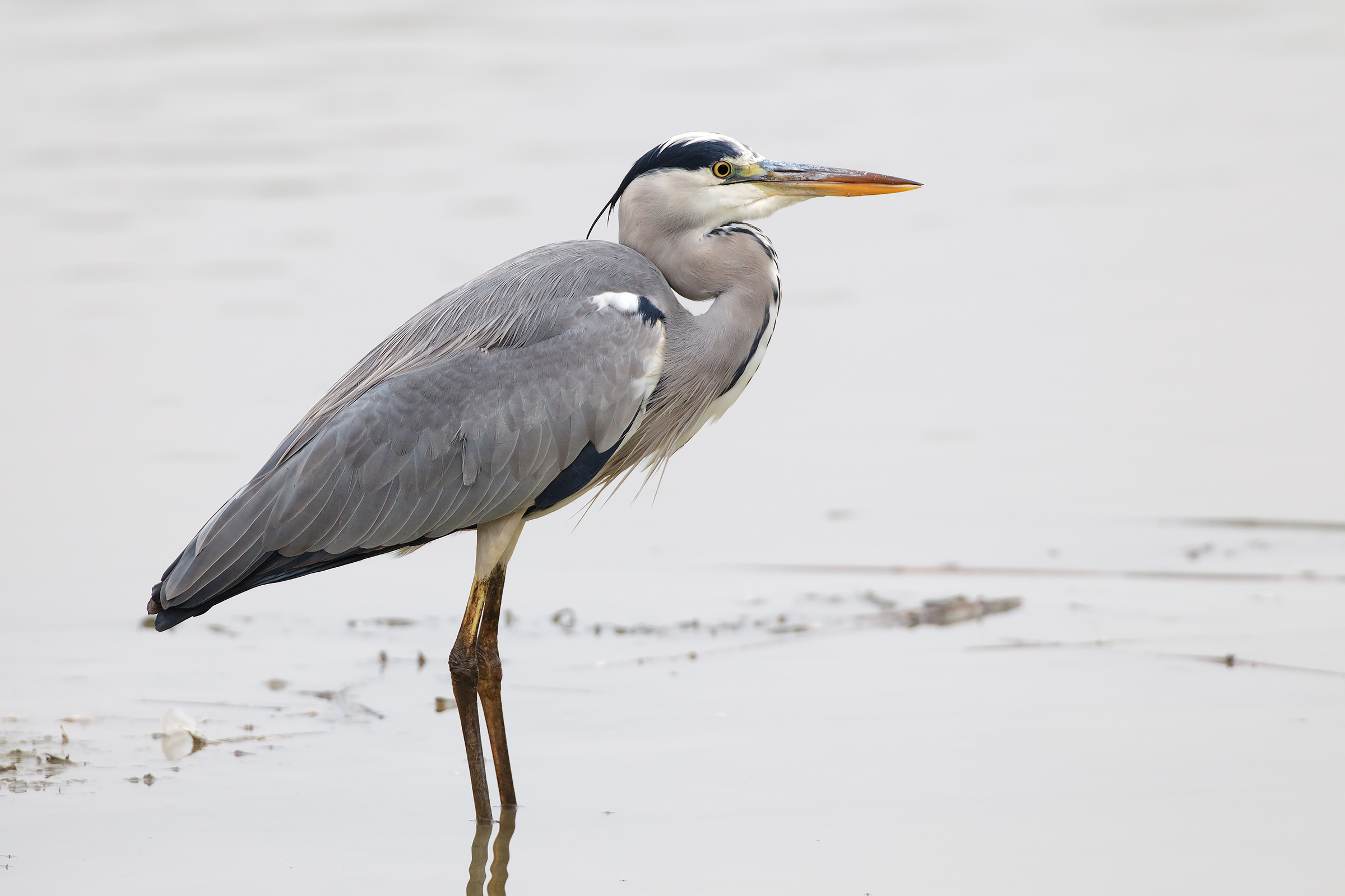 Grey Heron