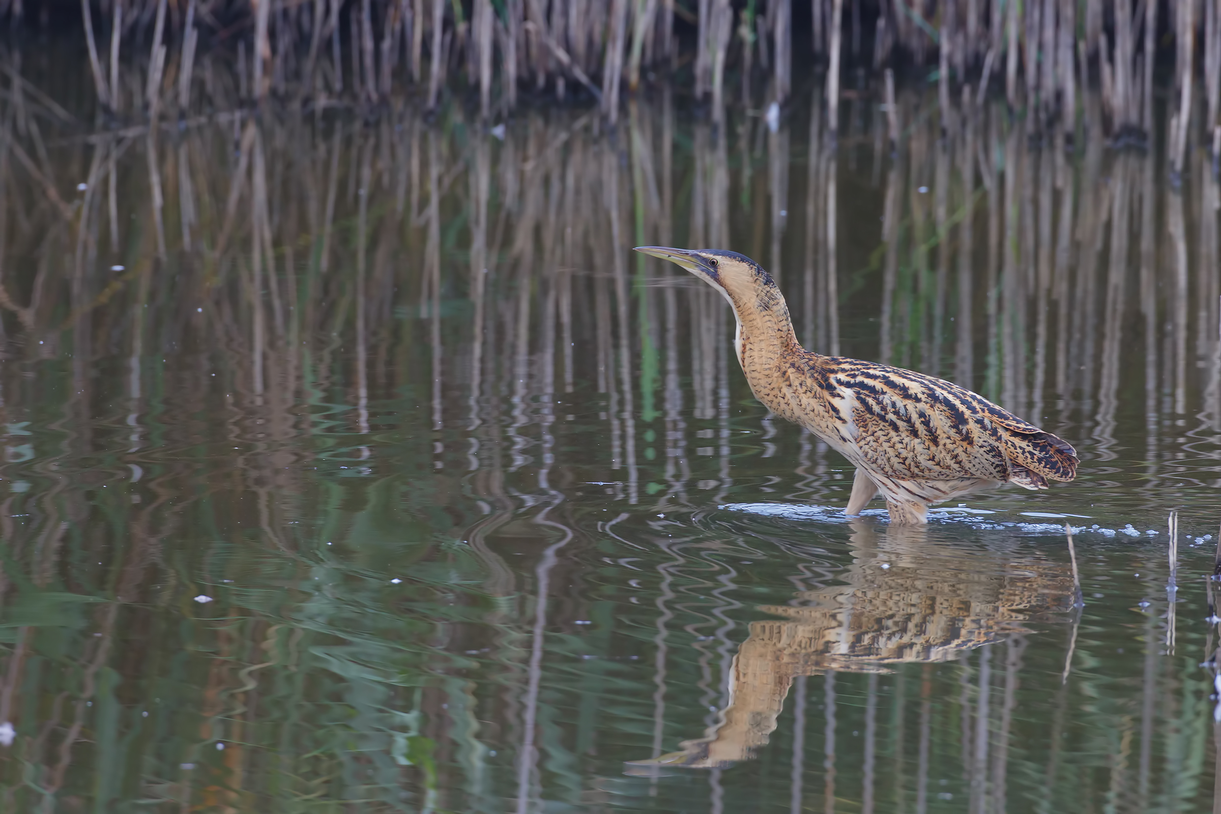 Bittern