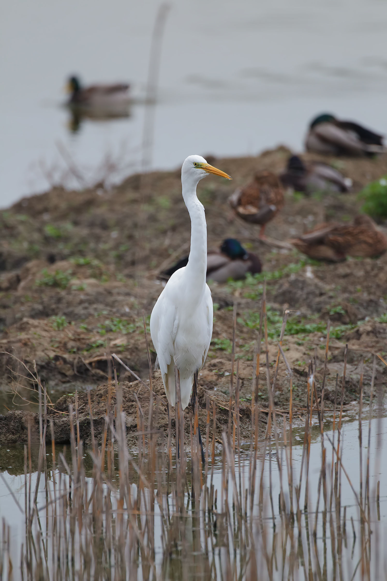Airone Bianco Maggiore