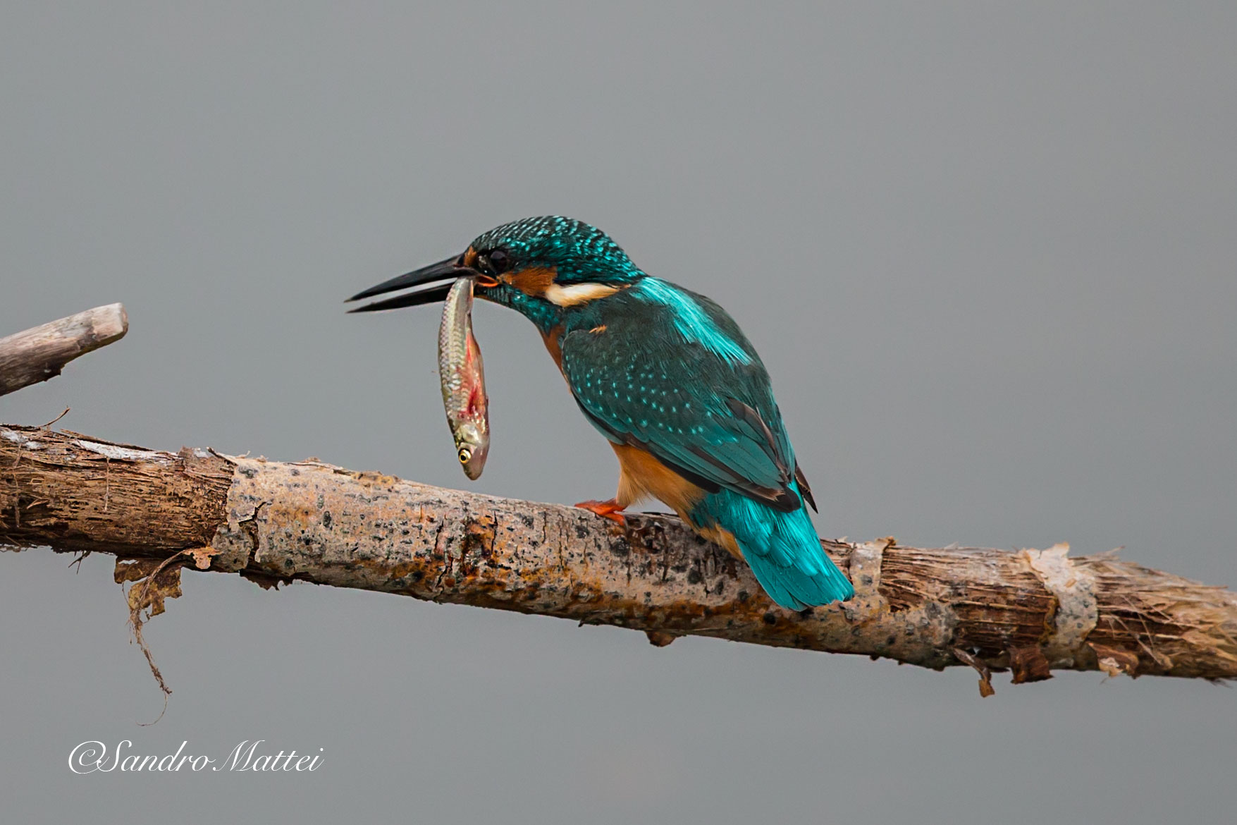 Quiet ... I hold you by the tail .......