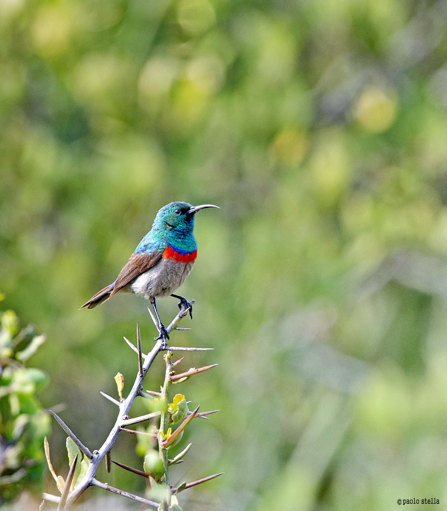 double-collared sunbird (Cinnyris afer)