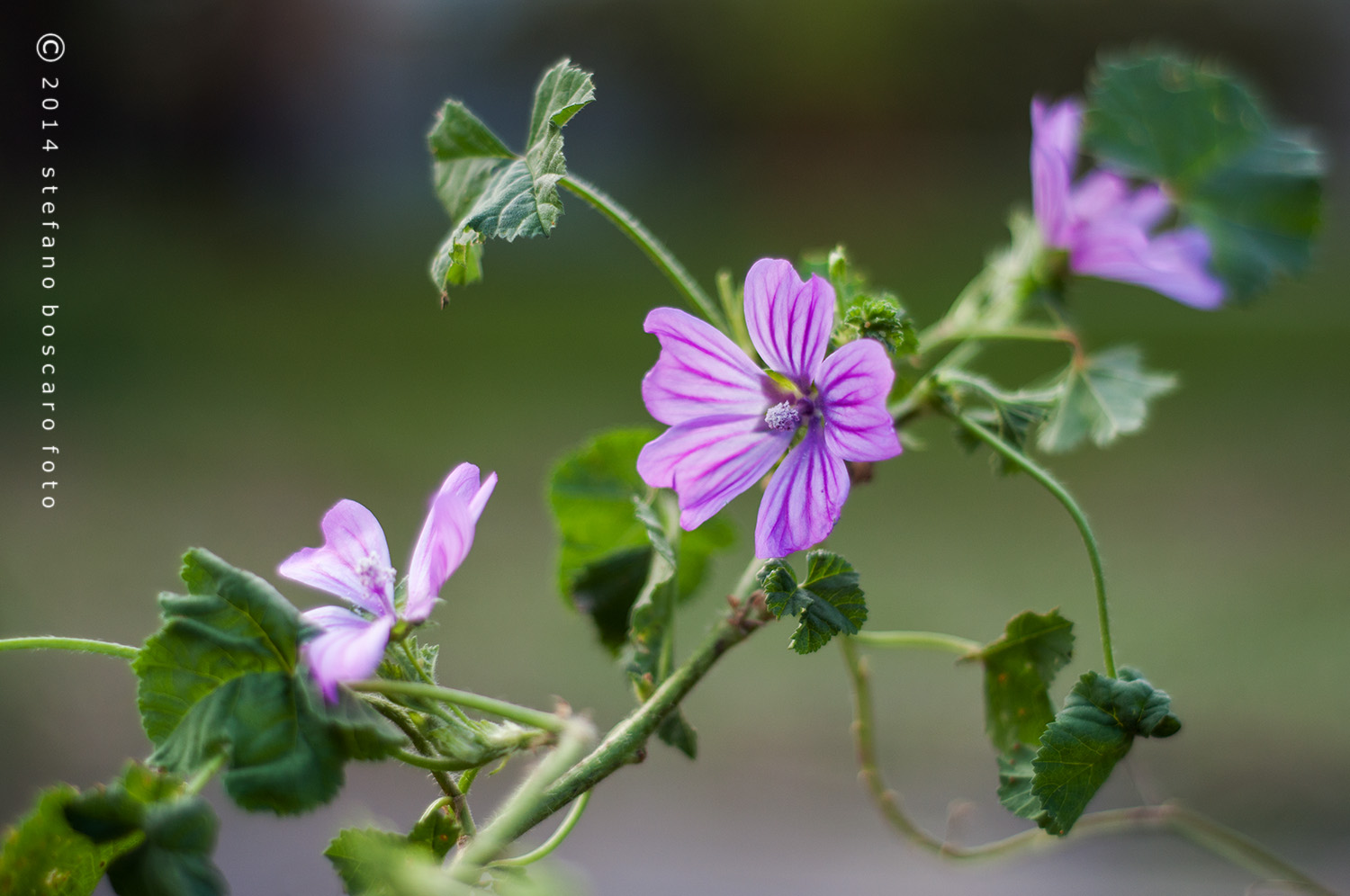 Malva sylvestris