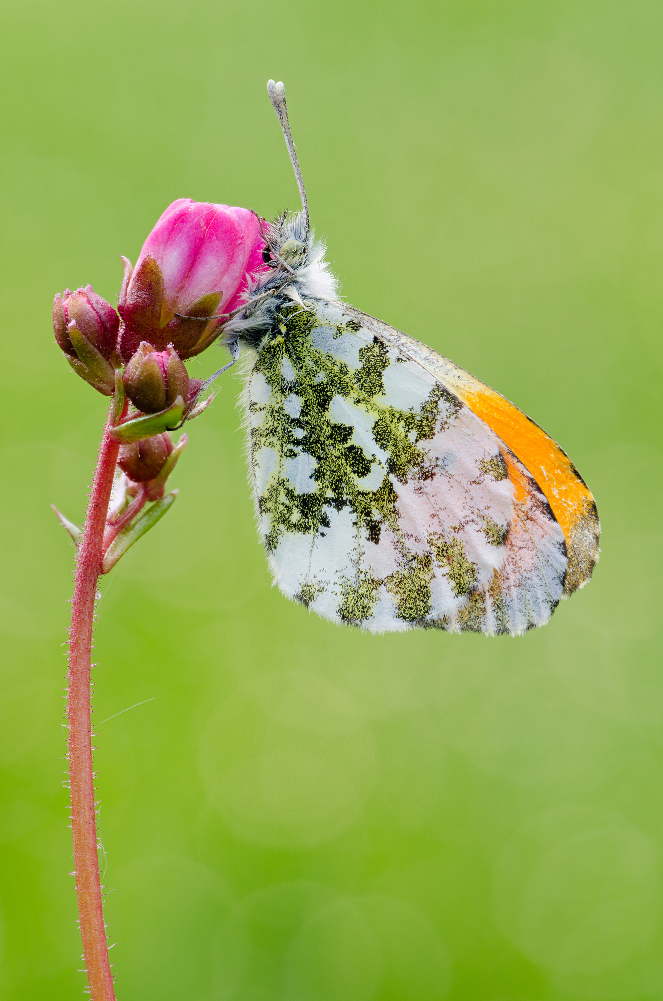 Cardamines Anthocharis