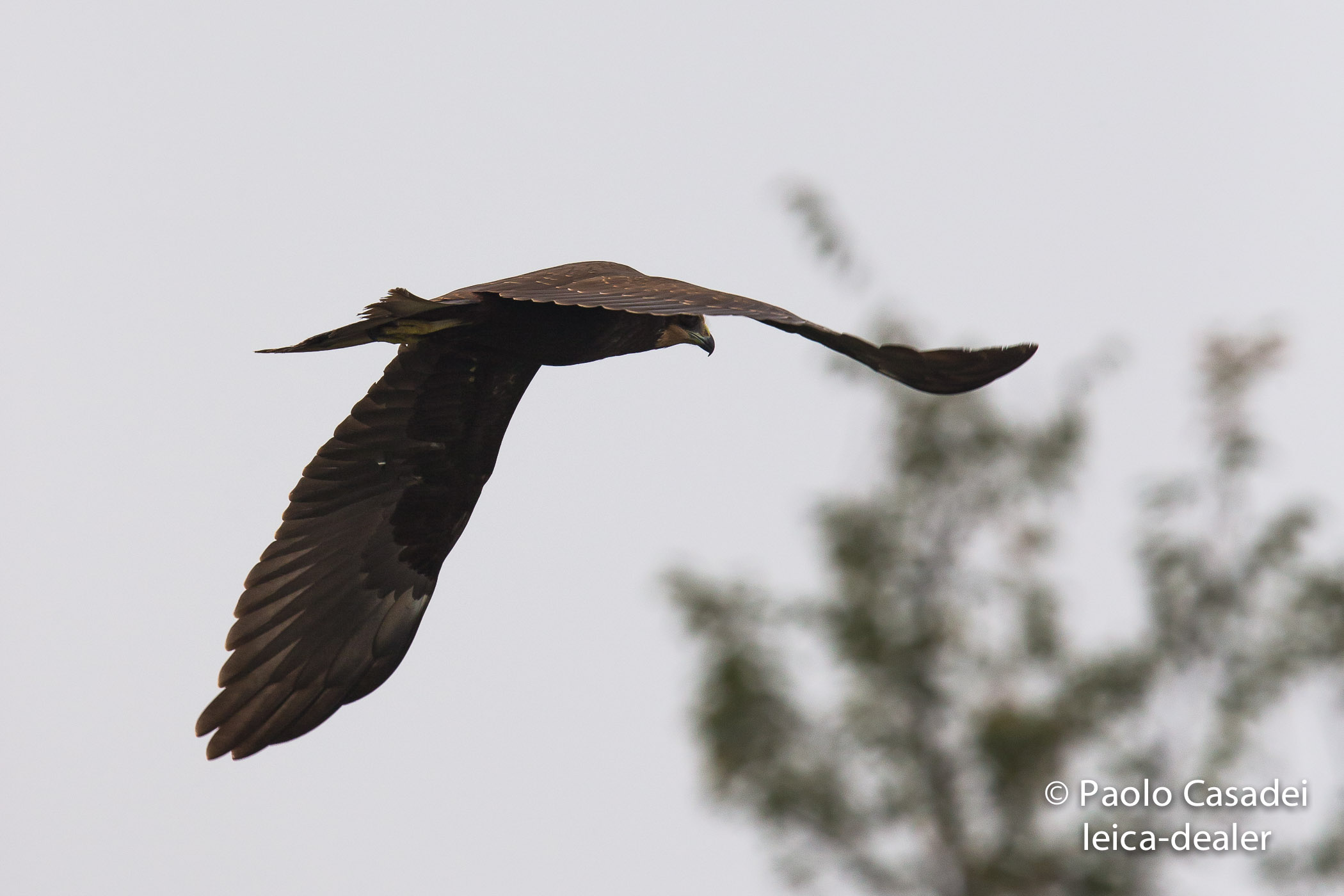marsh harrier