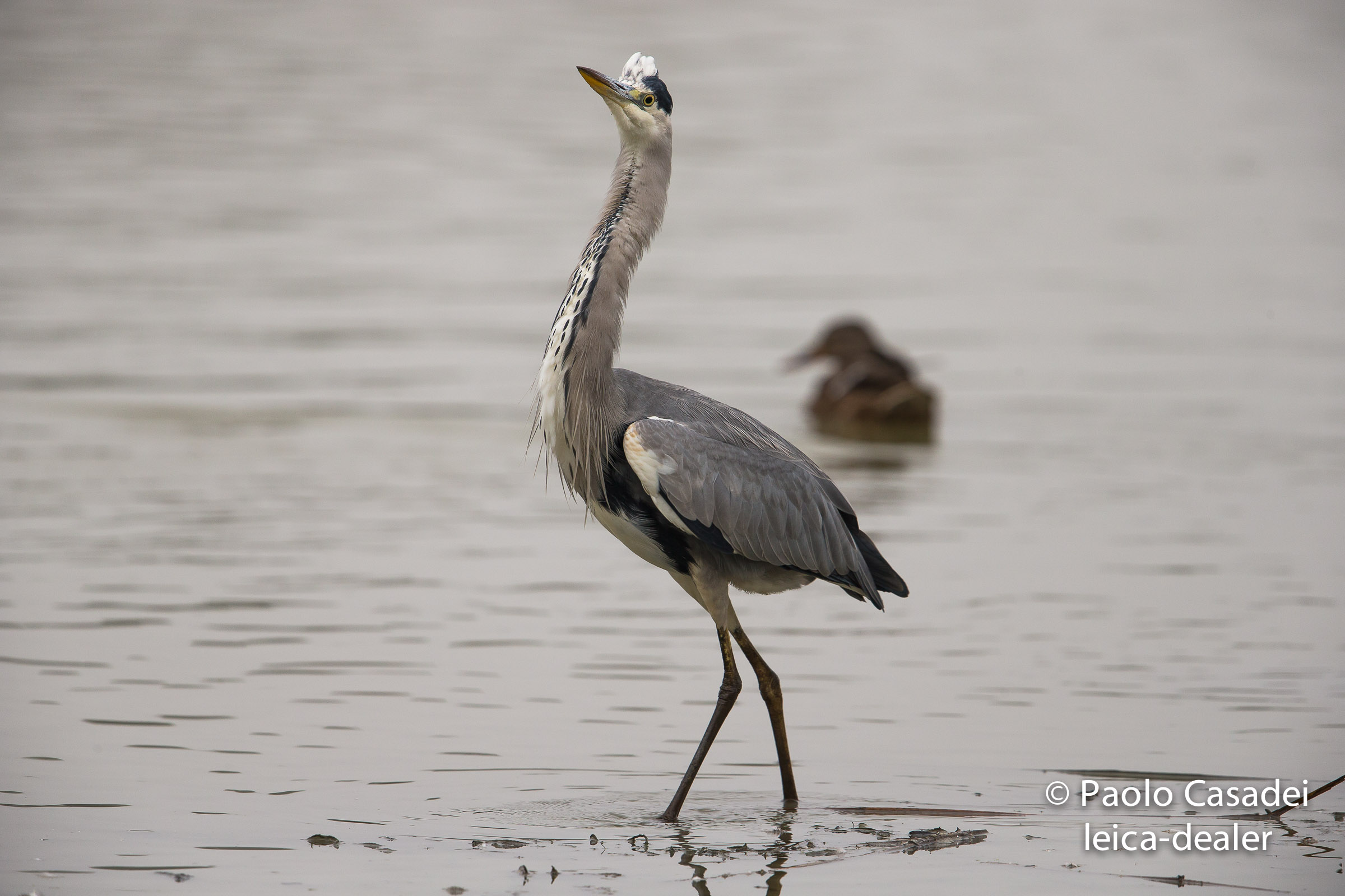 gray heron