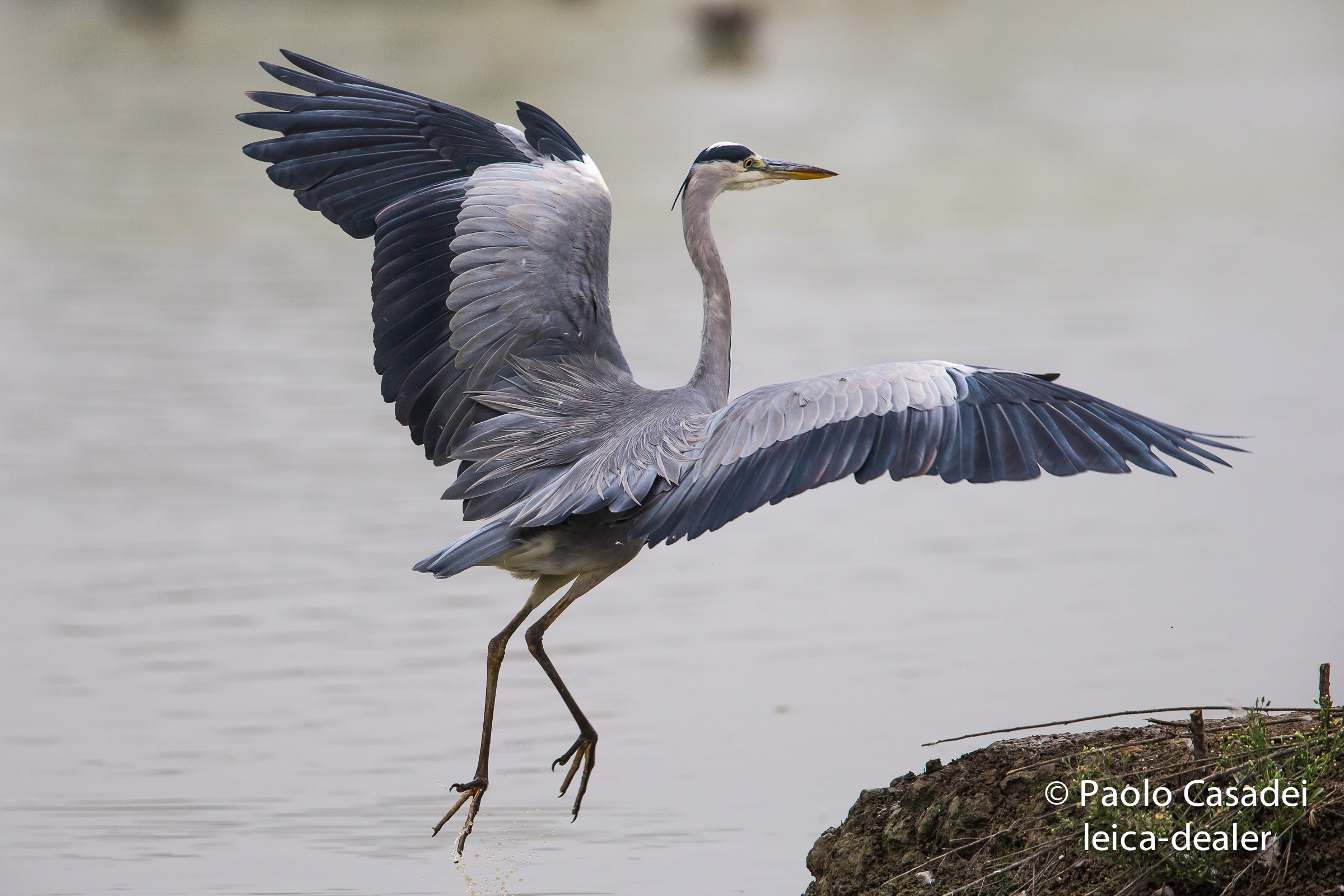 gray heron
