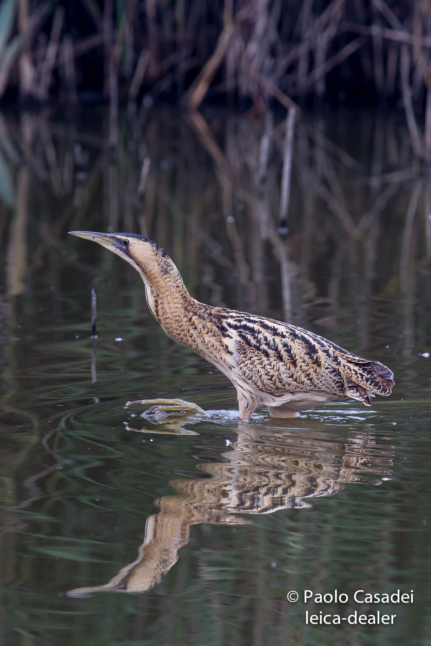 bittern