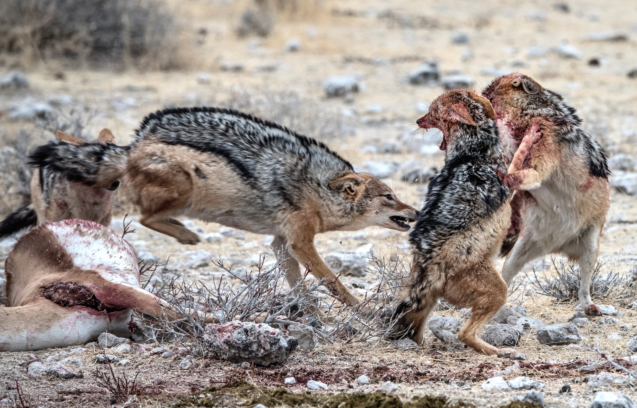 Etosha - Contesa tra sciacalli