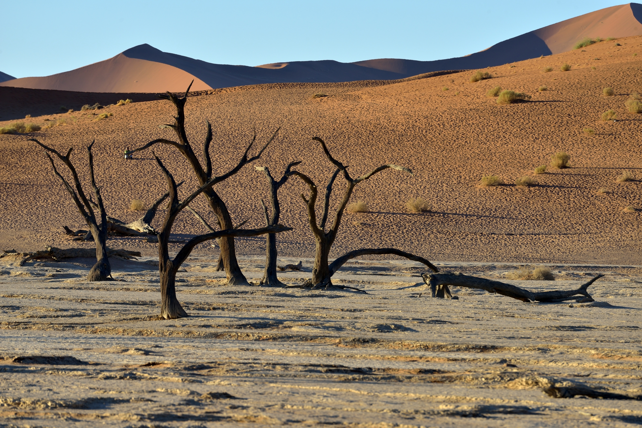 Deserto del Namib - Deadvlei