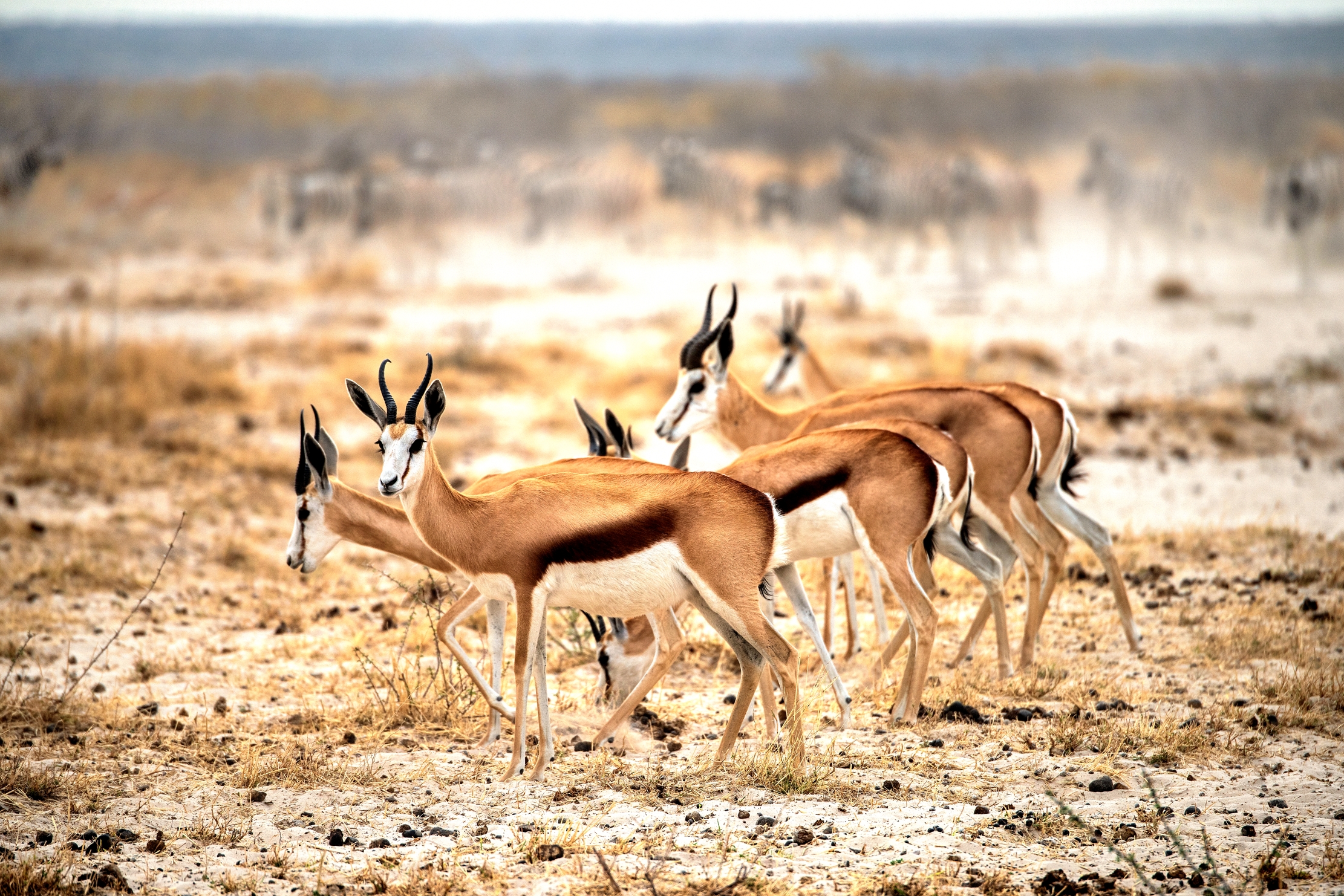 Etosha - Springbok