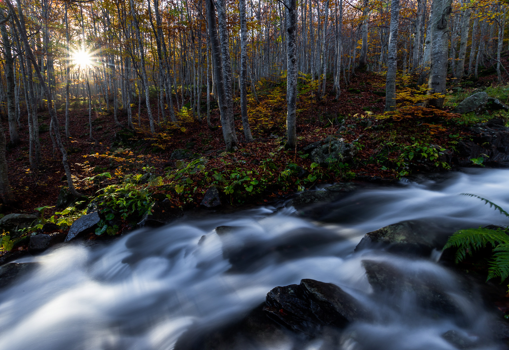 The world that I would