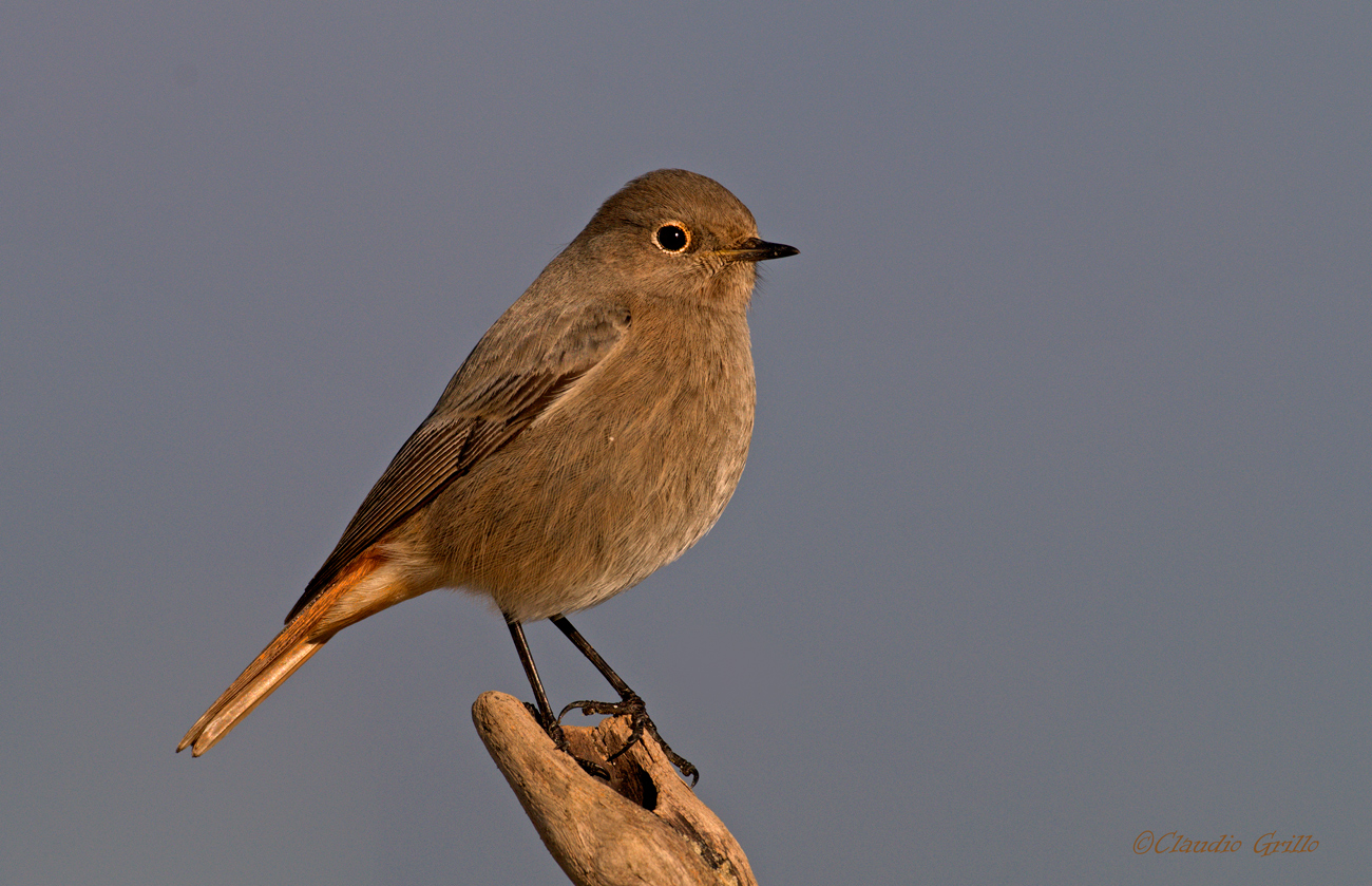 Black Redstart female