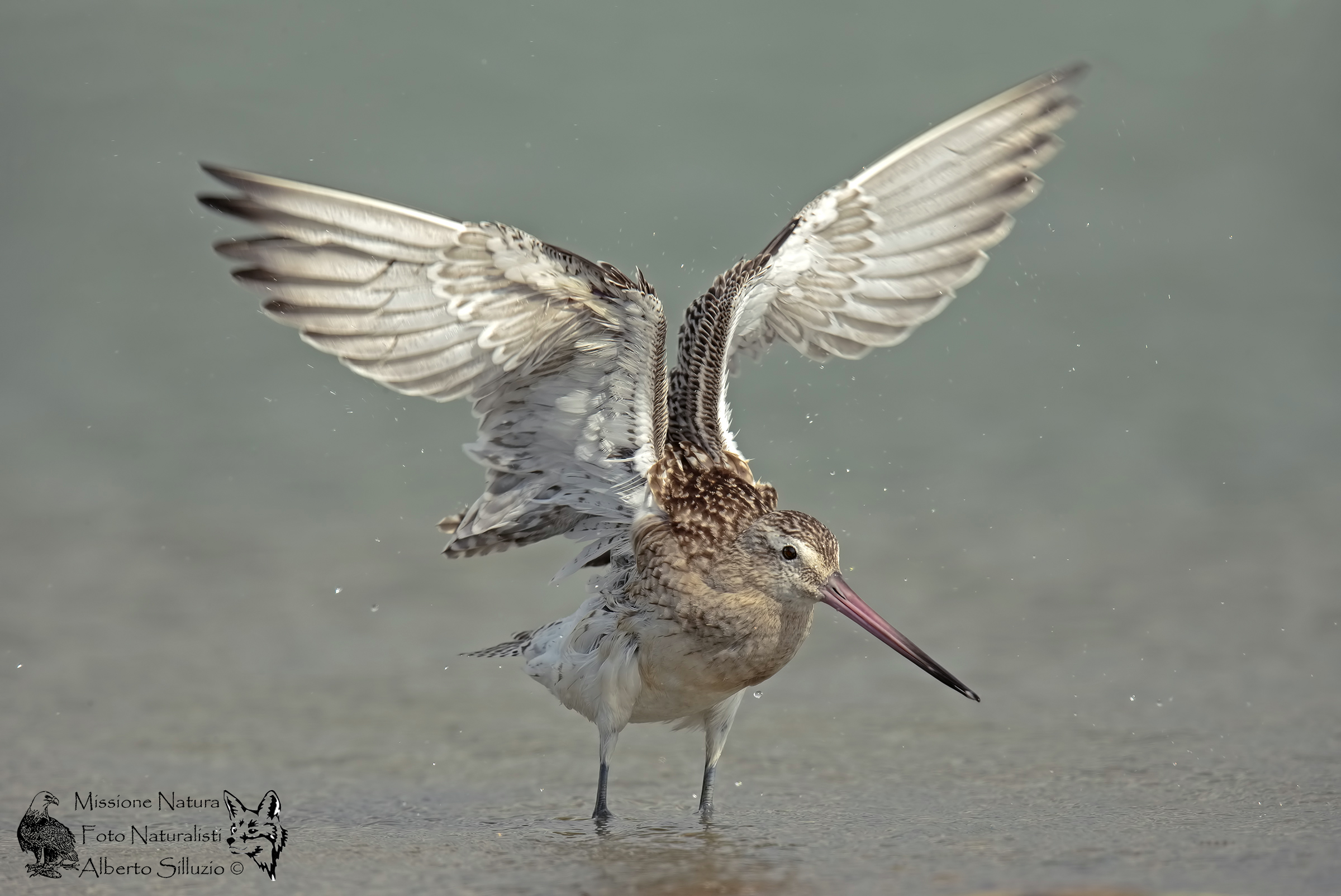 Bar-tailed Godwit