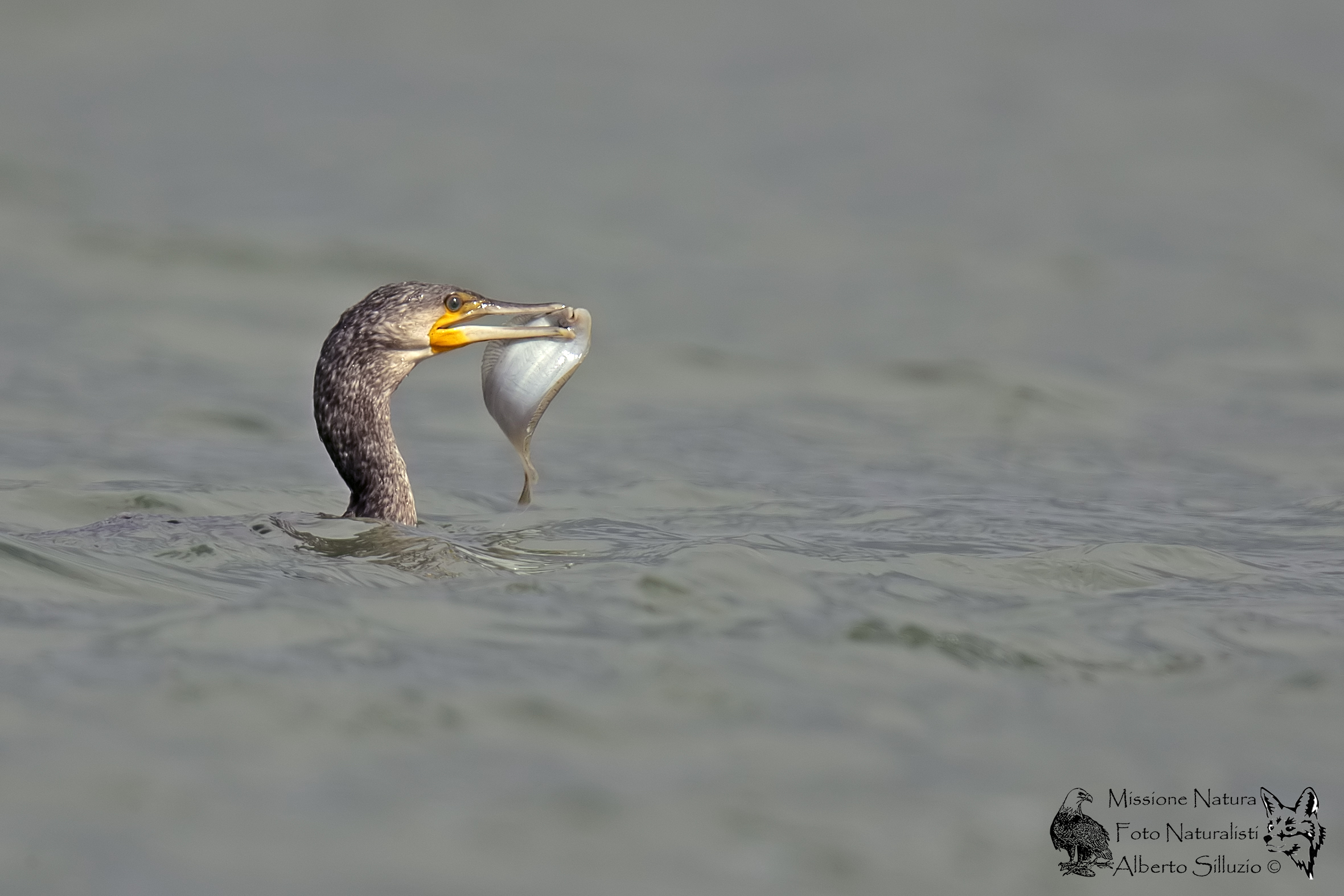 Cormorano vs sogliola