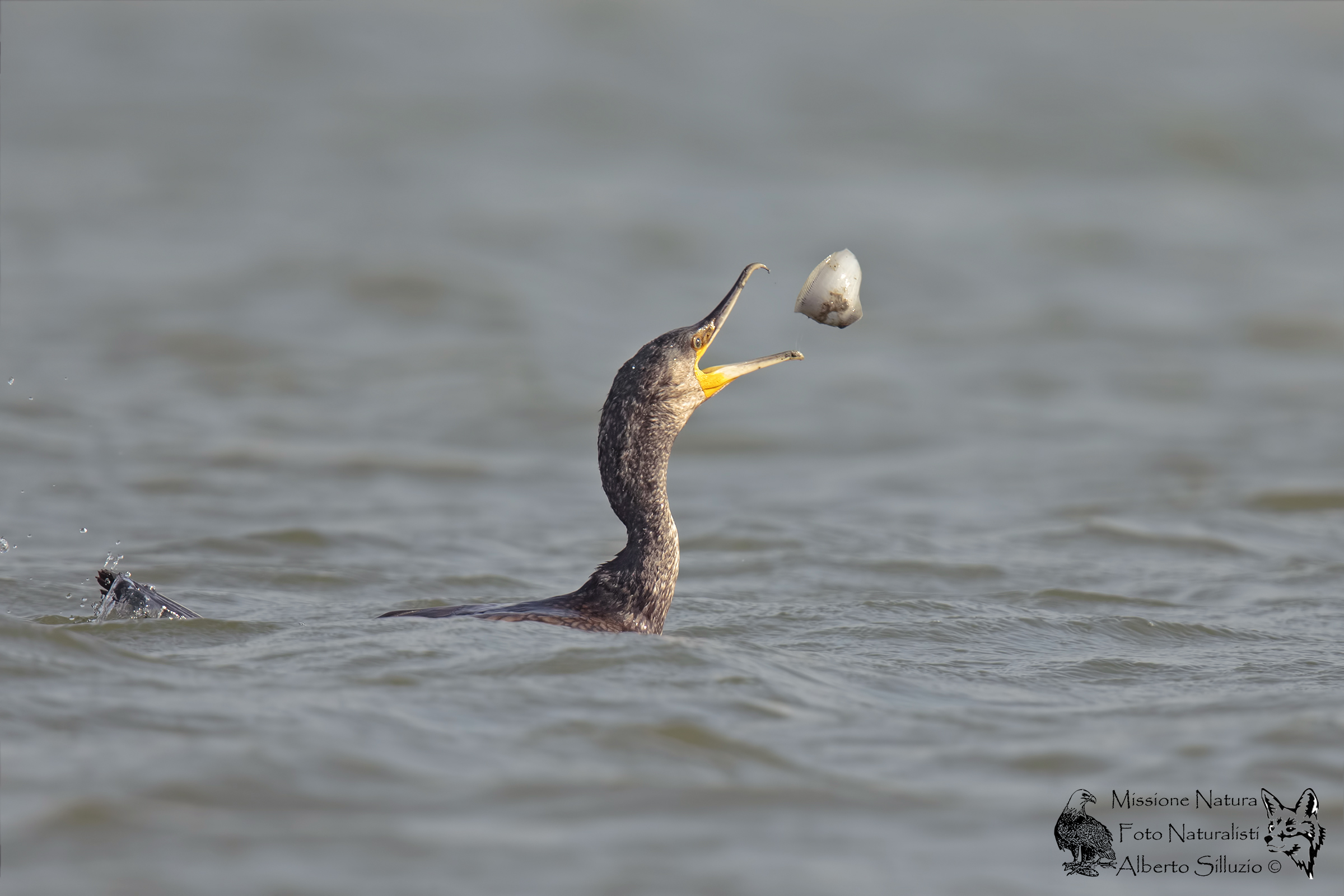 Cormorant