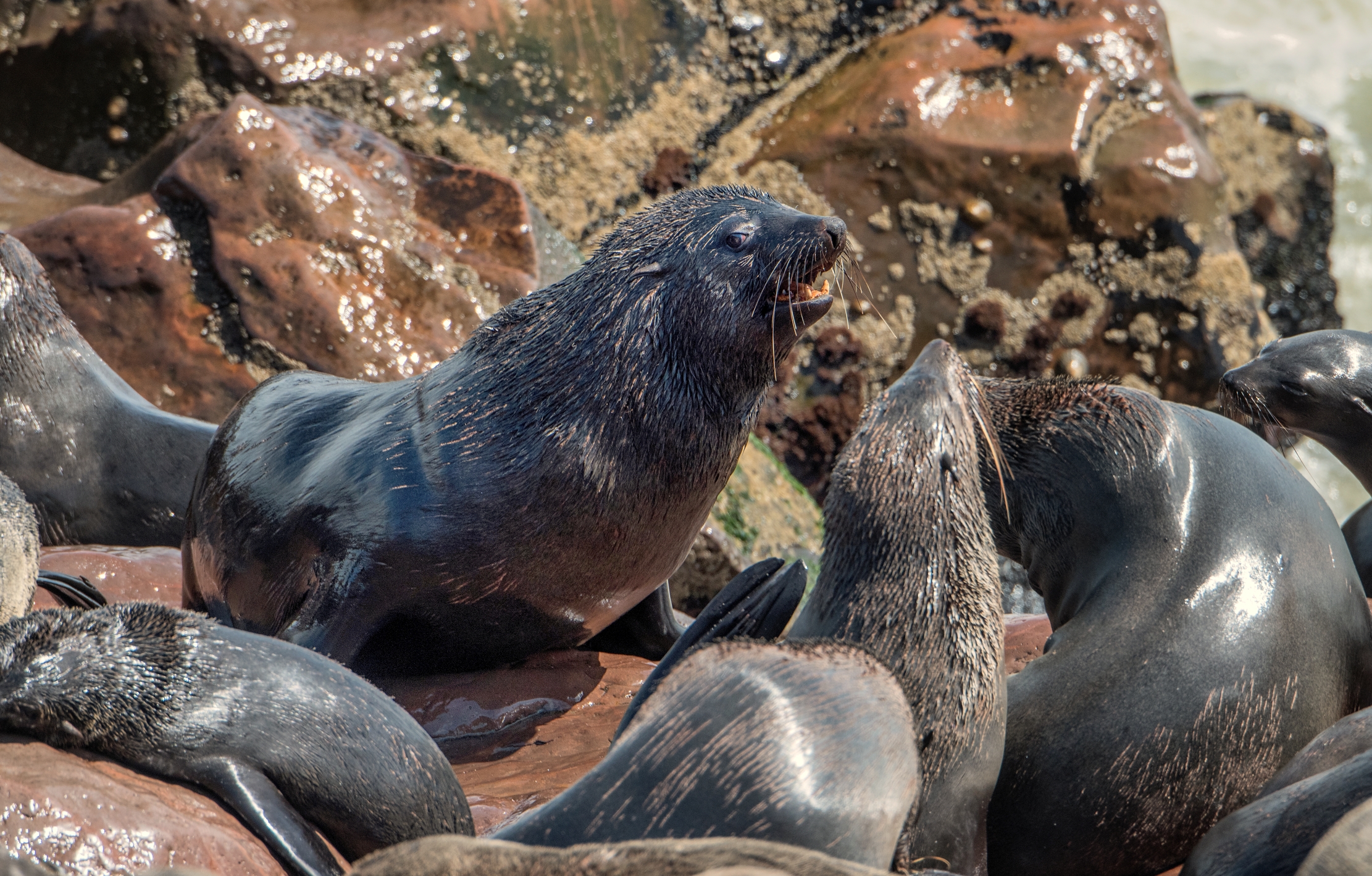 Skeleton Coast - Colonia di Otarie
