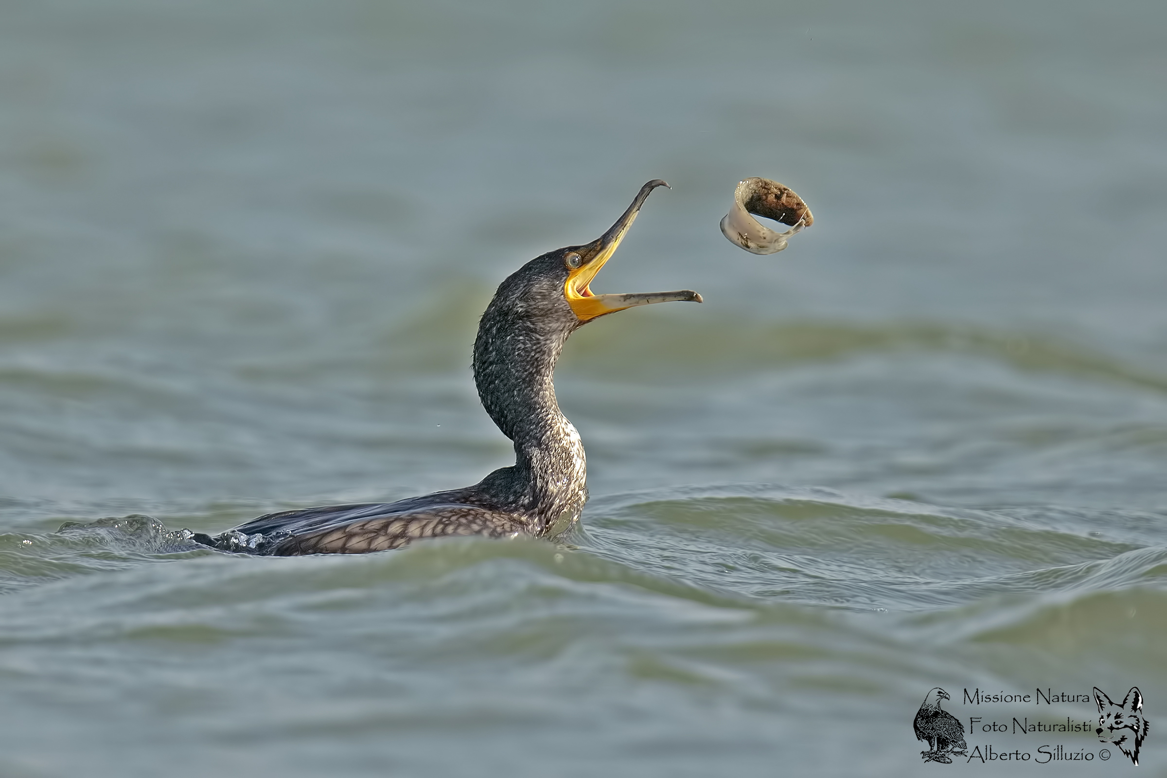Cormorant