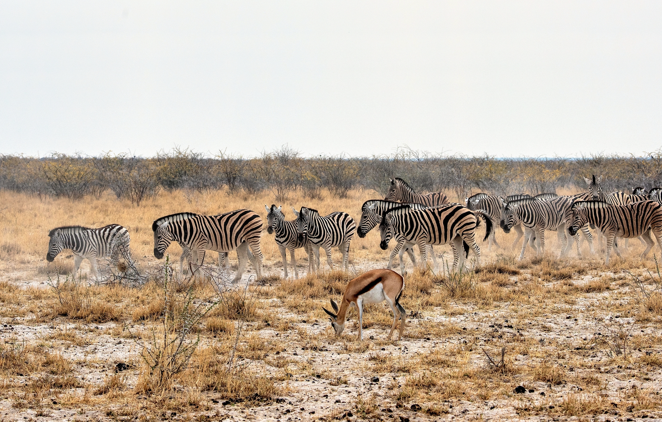 Etosha - Zebre