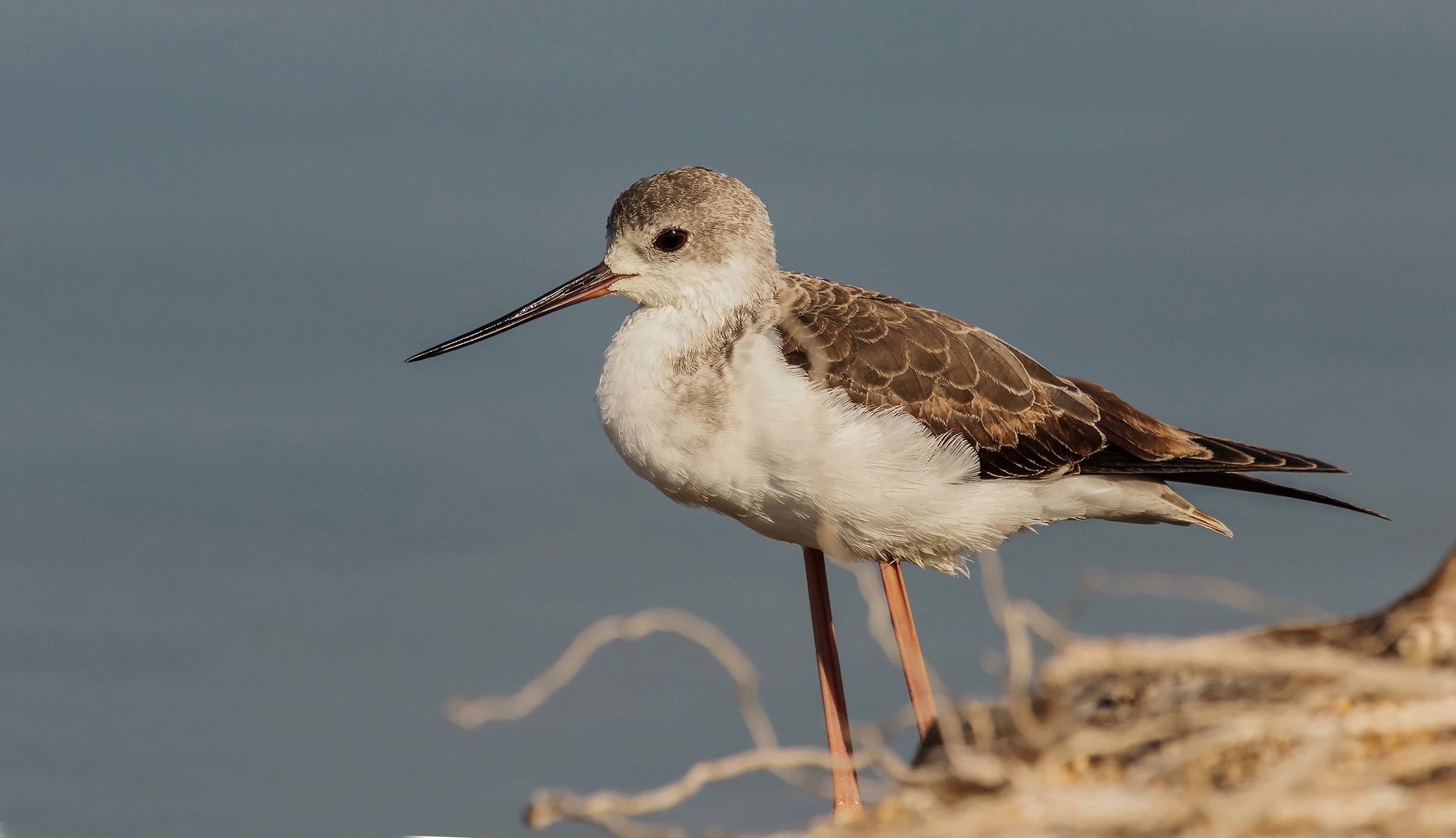 Giovane Cavaliere...