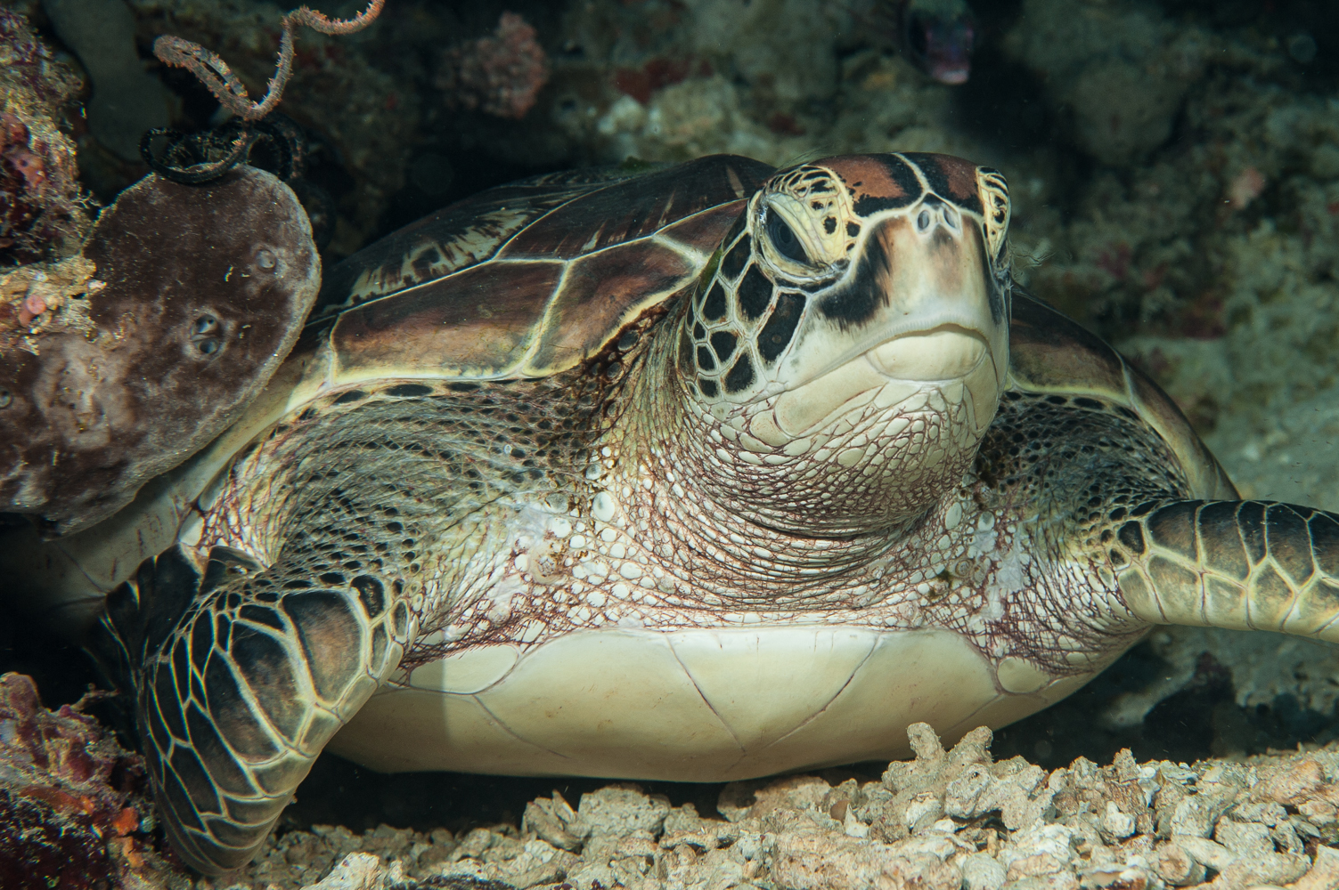 Chelonia mydas