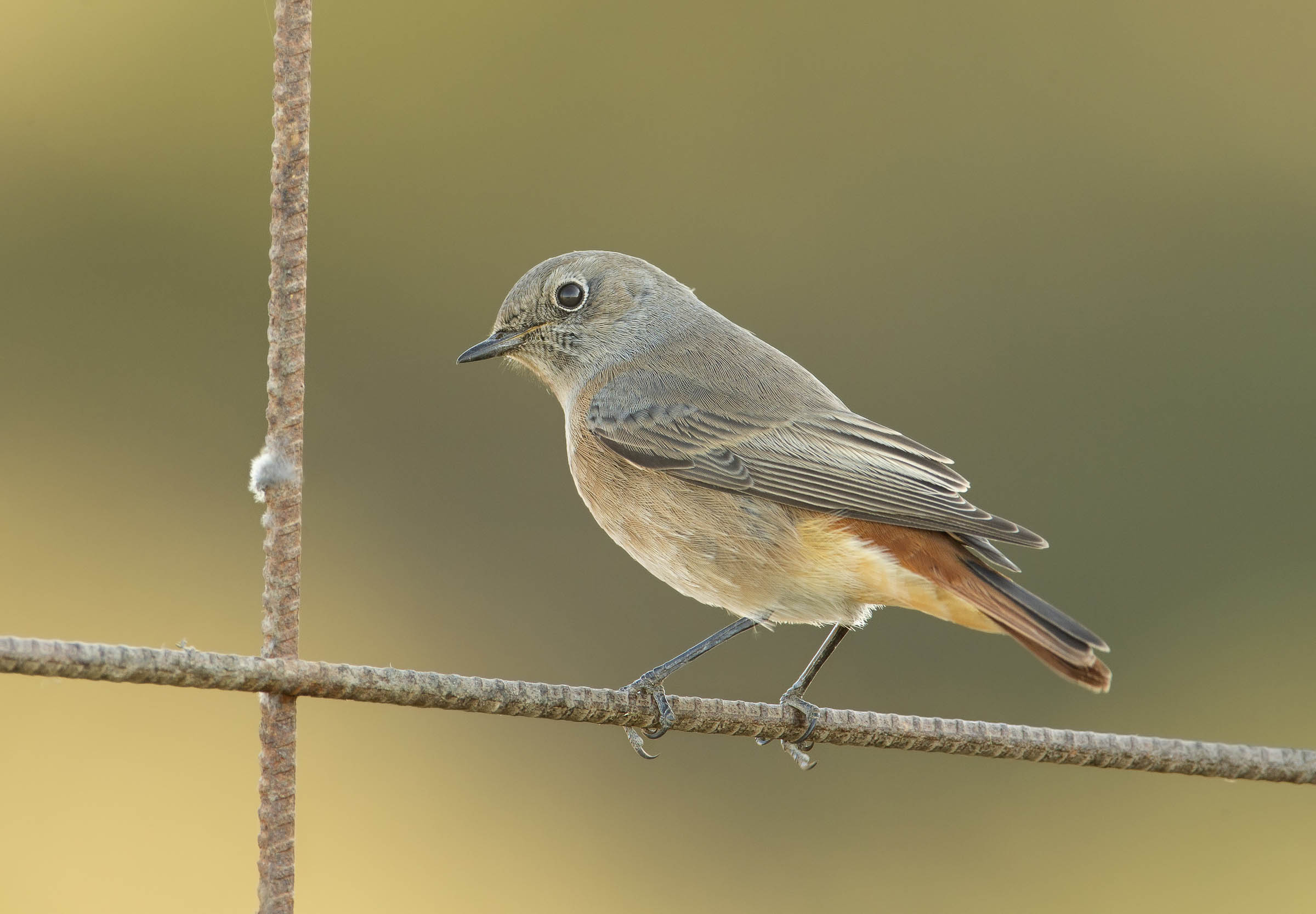 codirosso spazzacamino