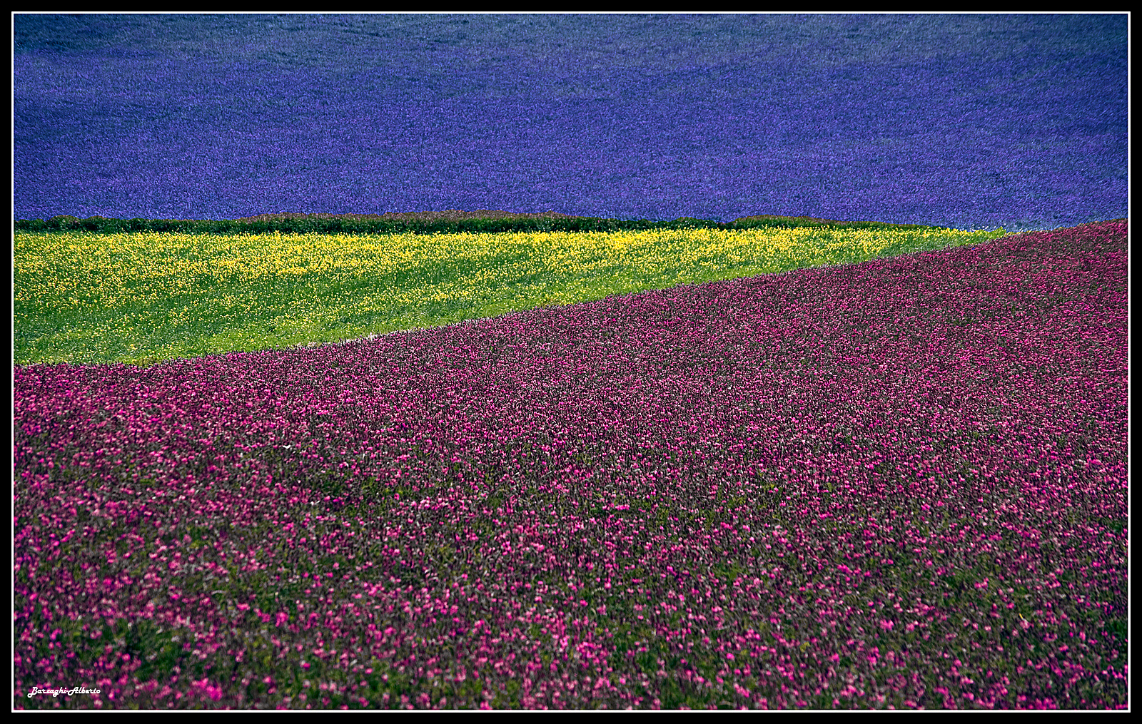 particolare della fioritura di Castelluccio
