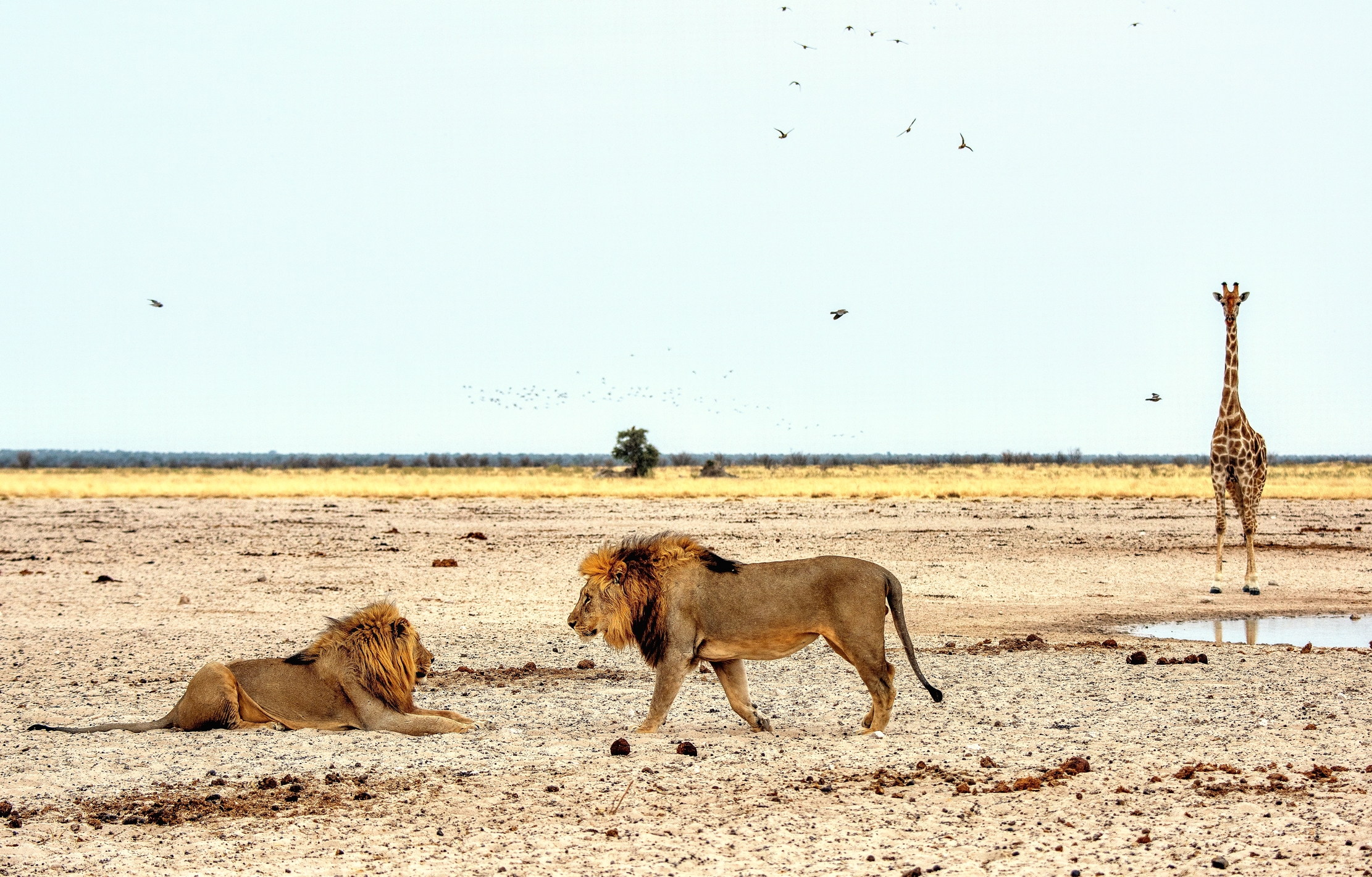 Etosha - Leoni e giraffa