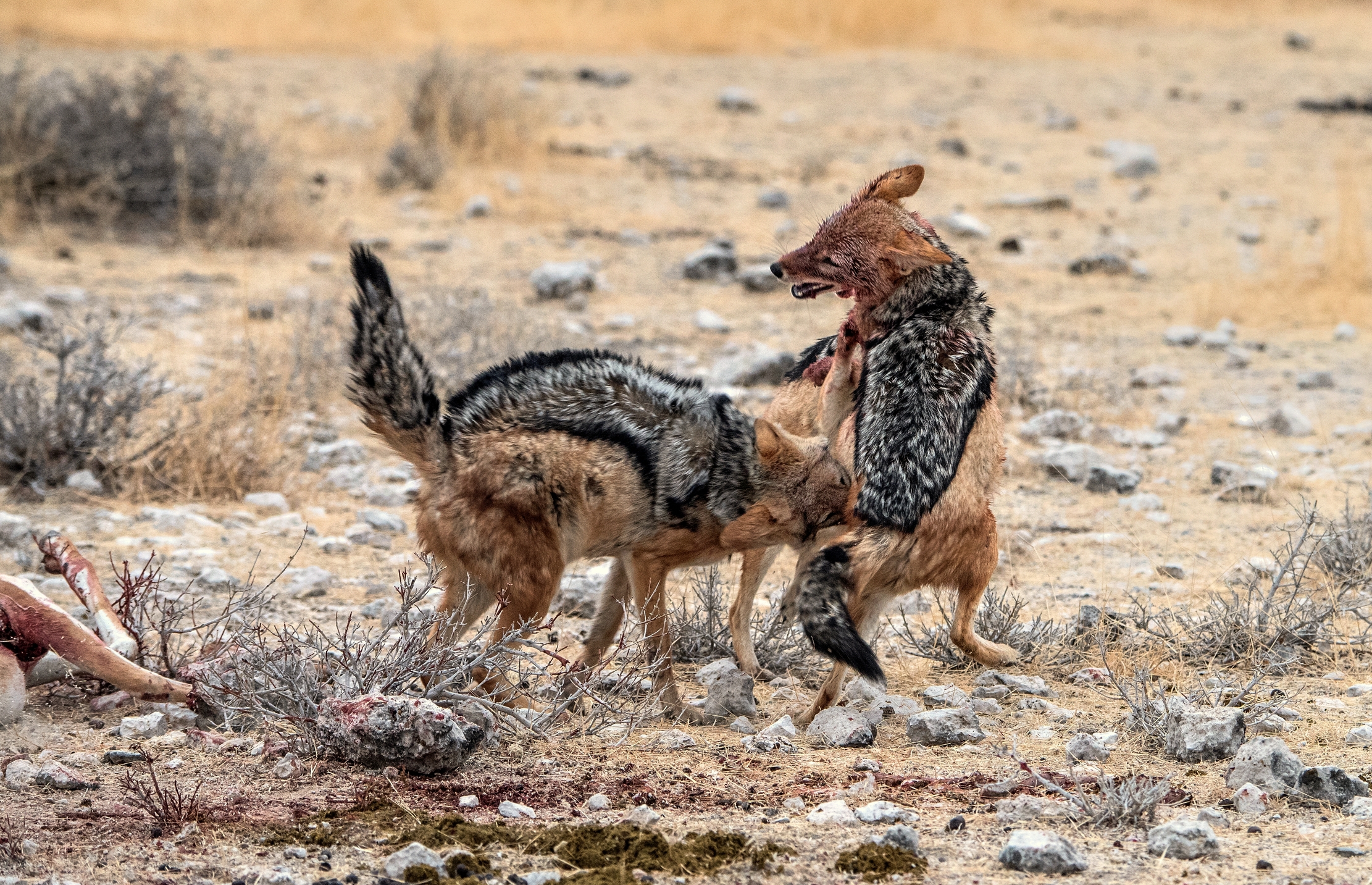 Etosha - Contesa tra sciacalli
