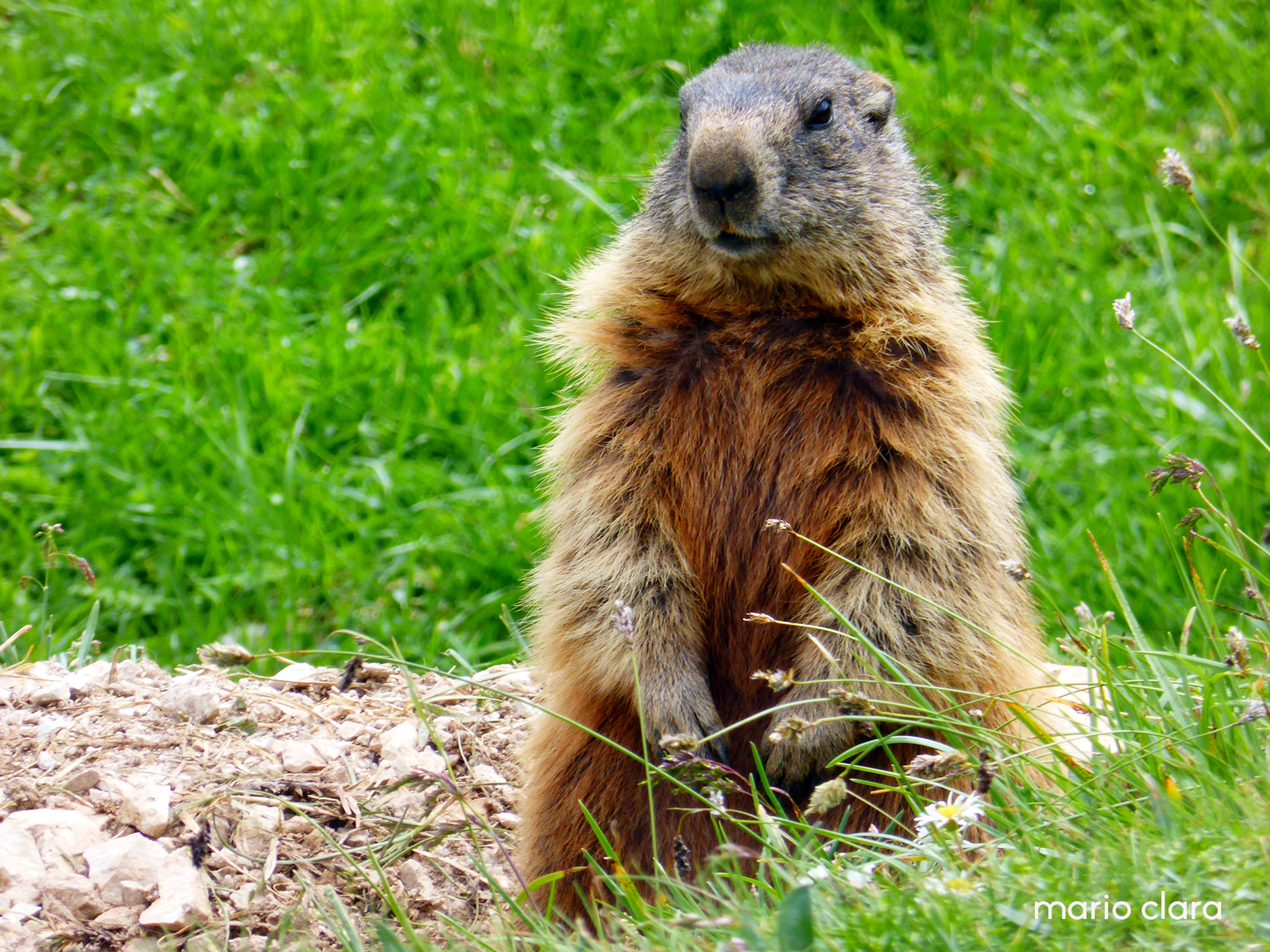 Marmotta