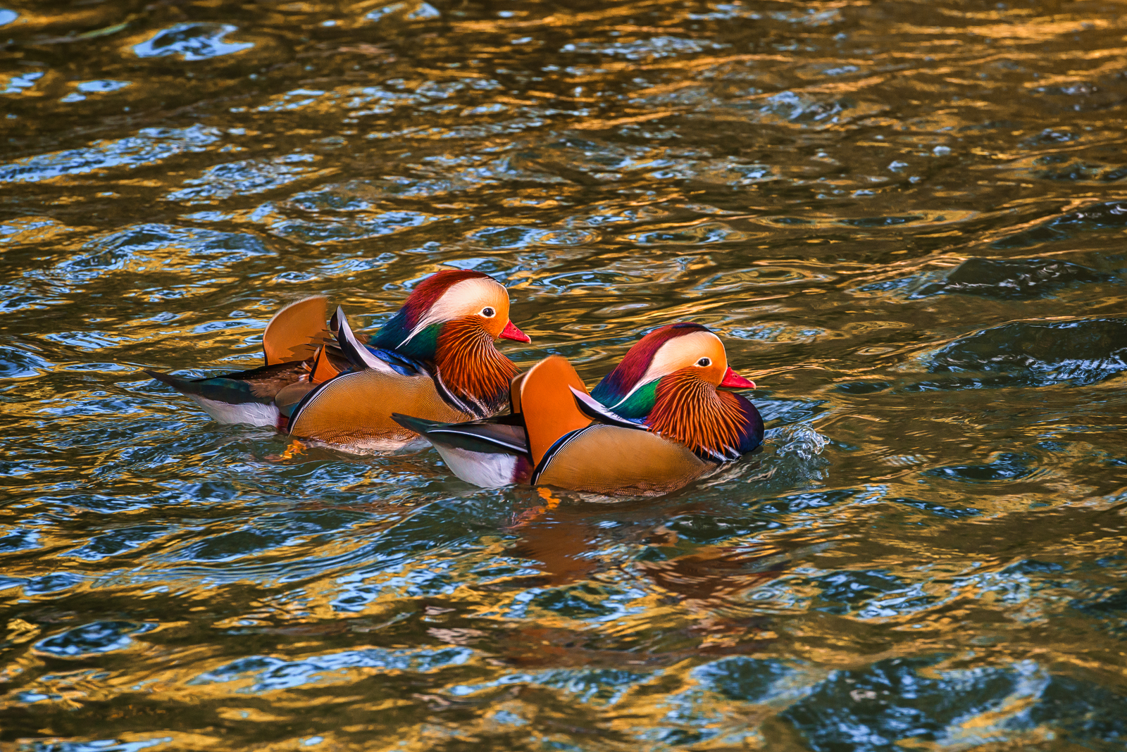 Mandarin Ducks