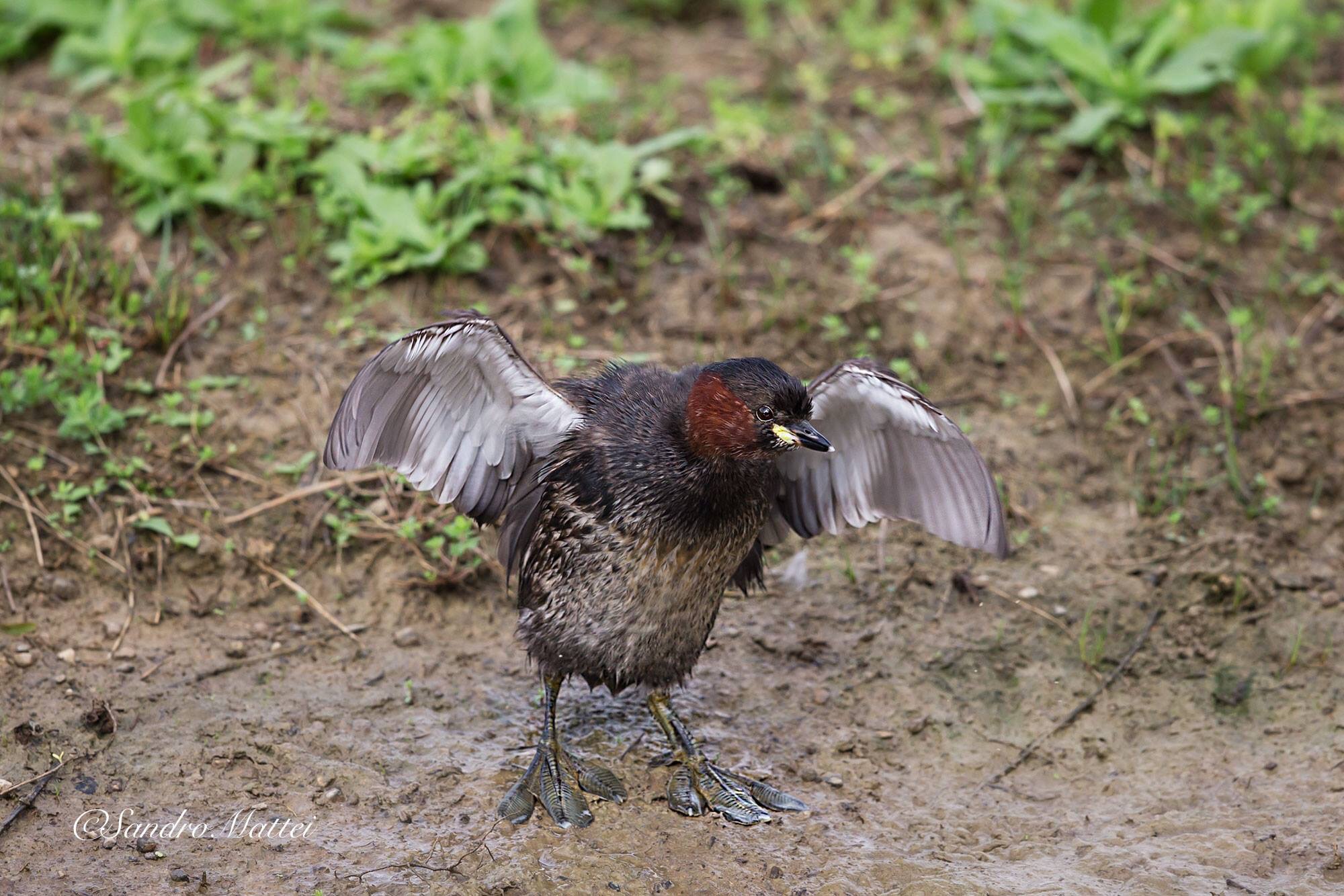 Little Grebe ..... dry ....