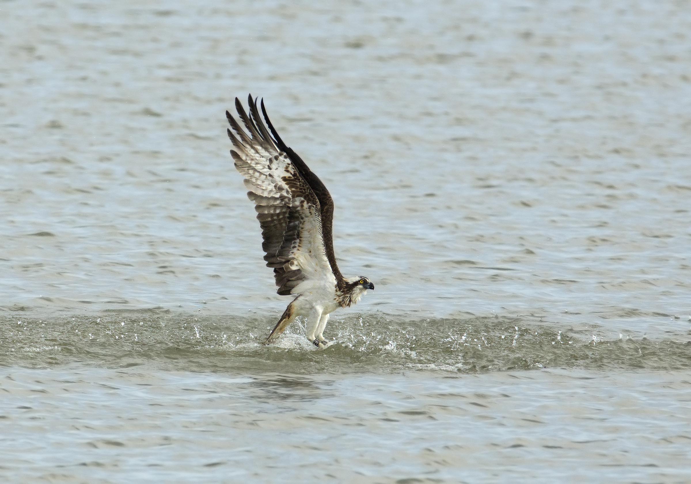 pescatore in uscita dall'acqua....a zampe vuote