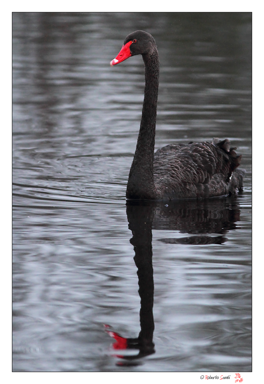 Cigno nero