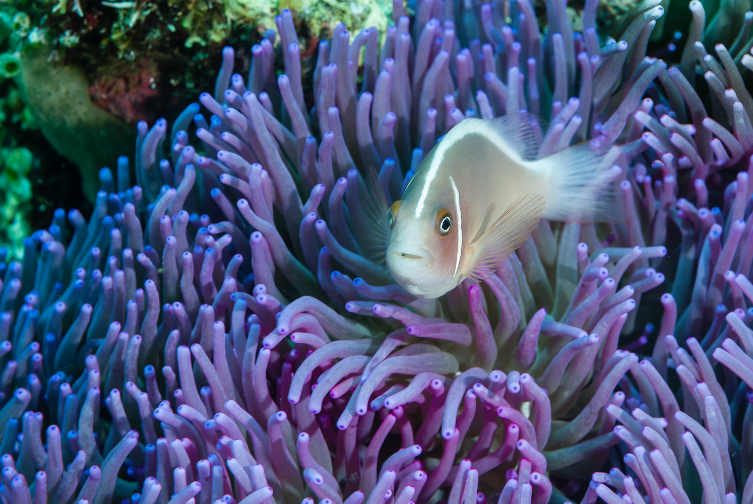 Amphiprion perideraion